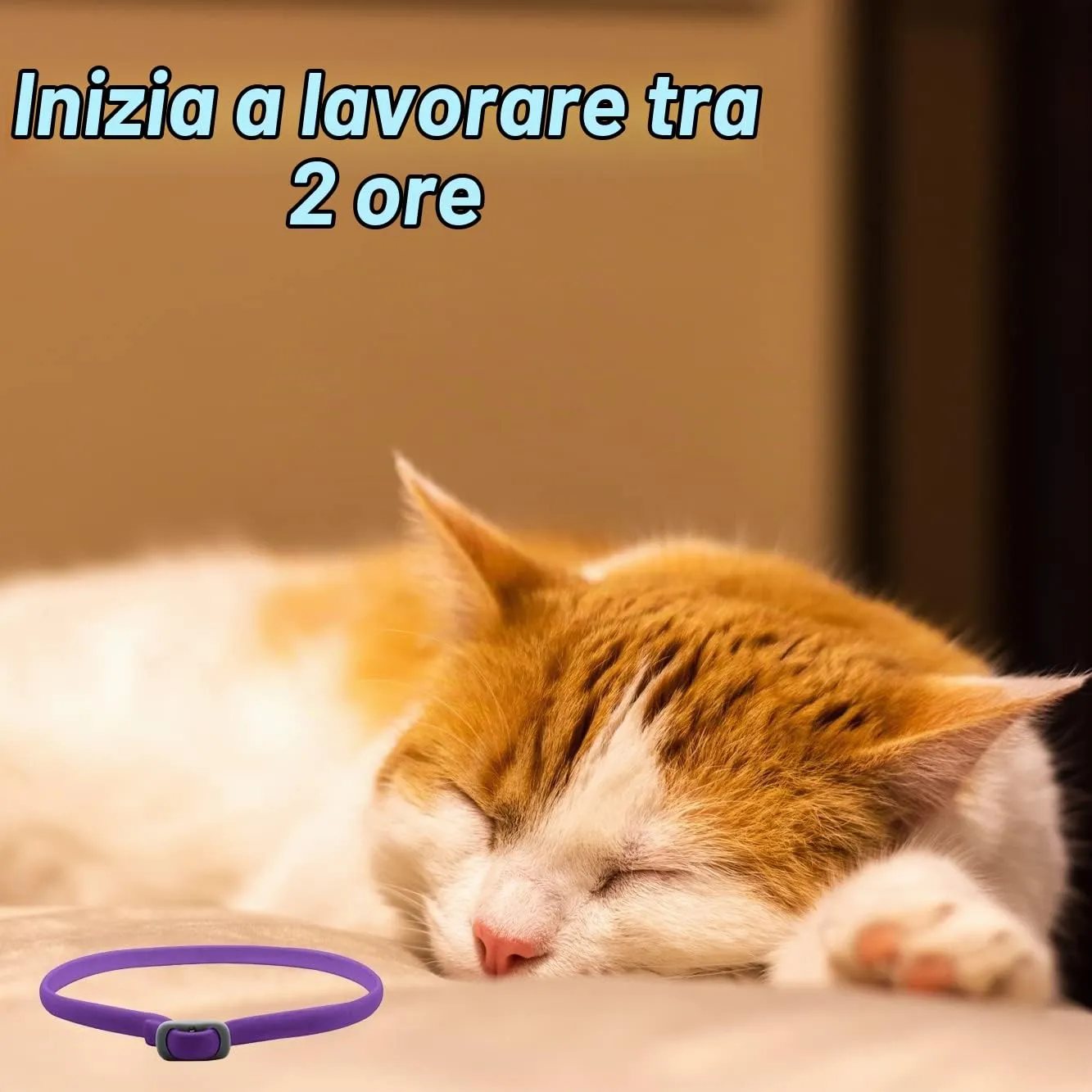 Pets4Luv Collare calmante per Gatti - Collari calmanti ai feromoni, Anti ansia per Gatti di Taglia Piccola, Media e Grande - Regolabile e Impermeabile, 100% Naturale, Confezione da 2 Viola - immagine 4