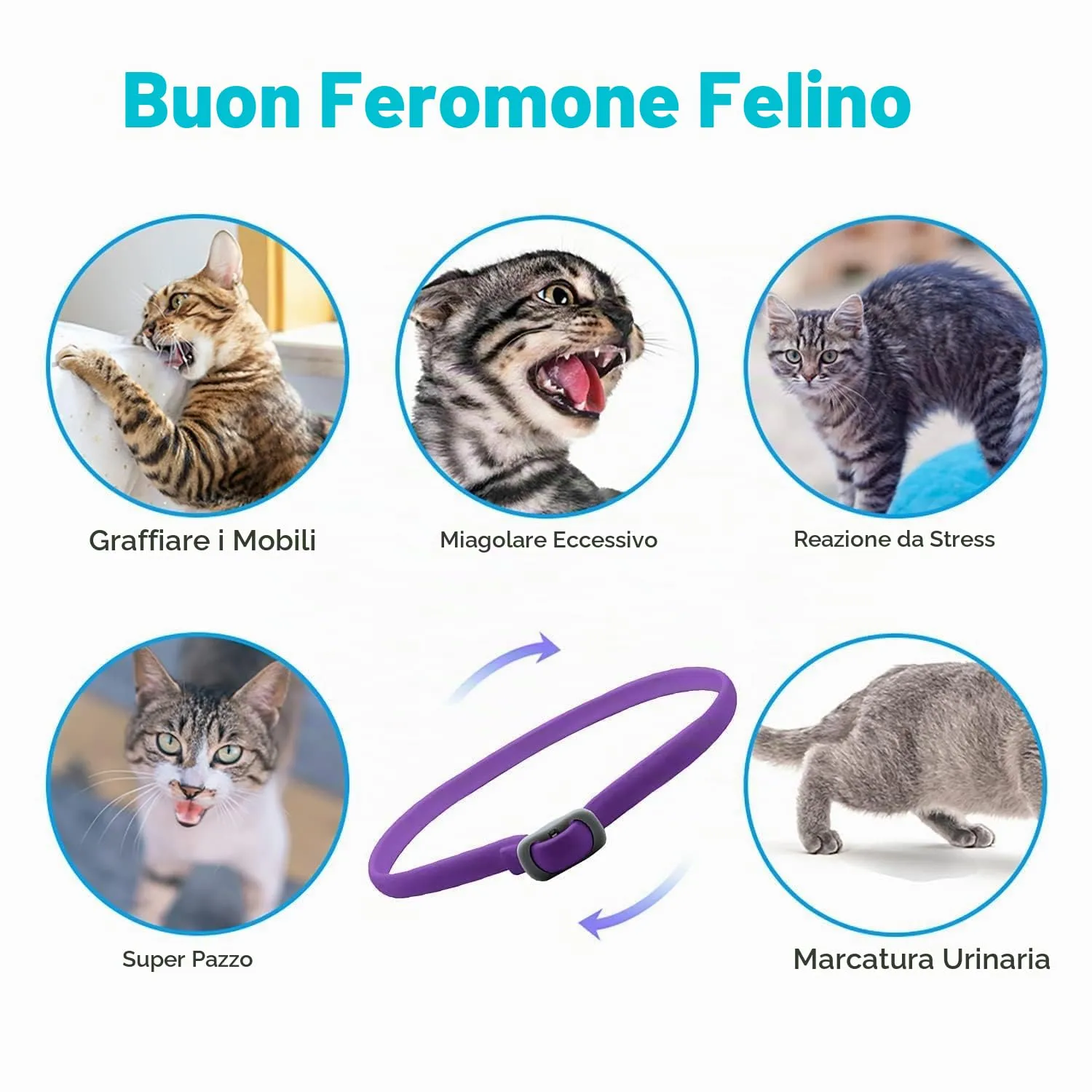 Pets4Luv Collare calmante per Gatti - Collari calmanti ai feromoni, Anti ansia per Gatti di Taglia Piccola, Media e Grande - Regolabile e Impermeabile, 100% Naturale, Confezione da 2 Viola - immagine 7