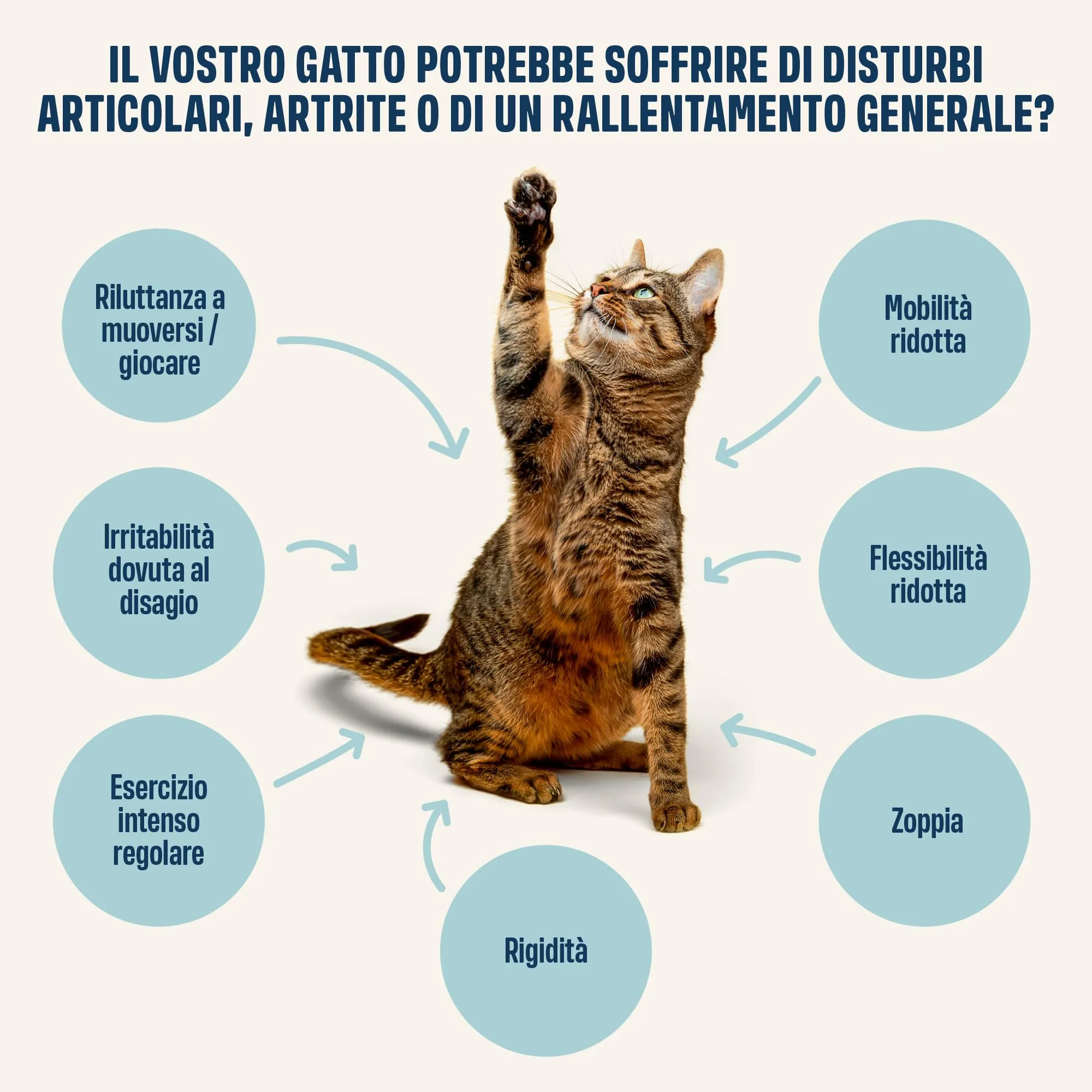ivvi Articolazioni Essenza per Gatti – Crema Funzionale con glucosamina, condroitina, cozza Verde e Olio di Salmone – Supporto articolare – 30x15g – con Vero tonno - immagine 3