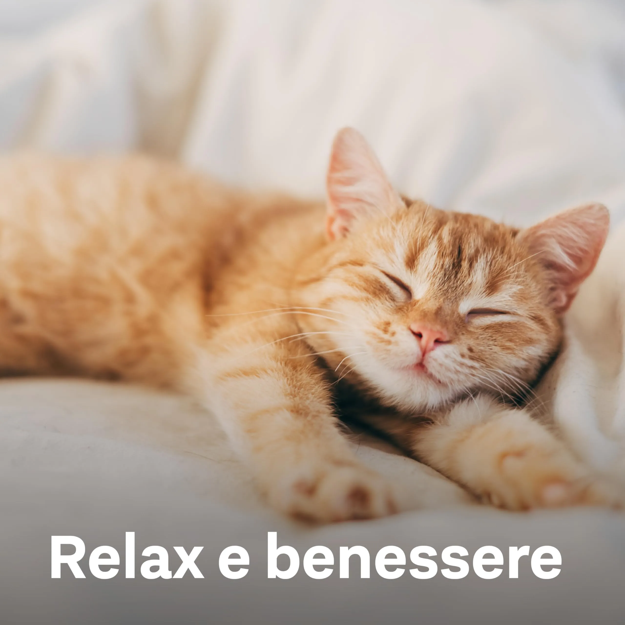 Doppelherz Relax Complex per Gatti – con Alpha-casozepina e L-triptofano – Supporto per il benessere mentale – 25 Licks cremoso - immagine 5