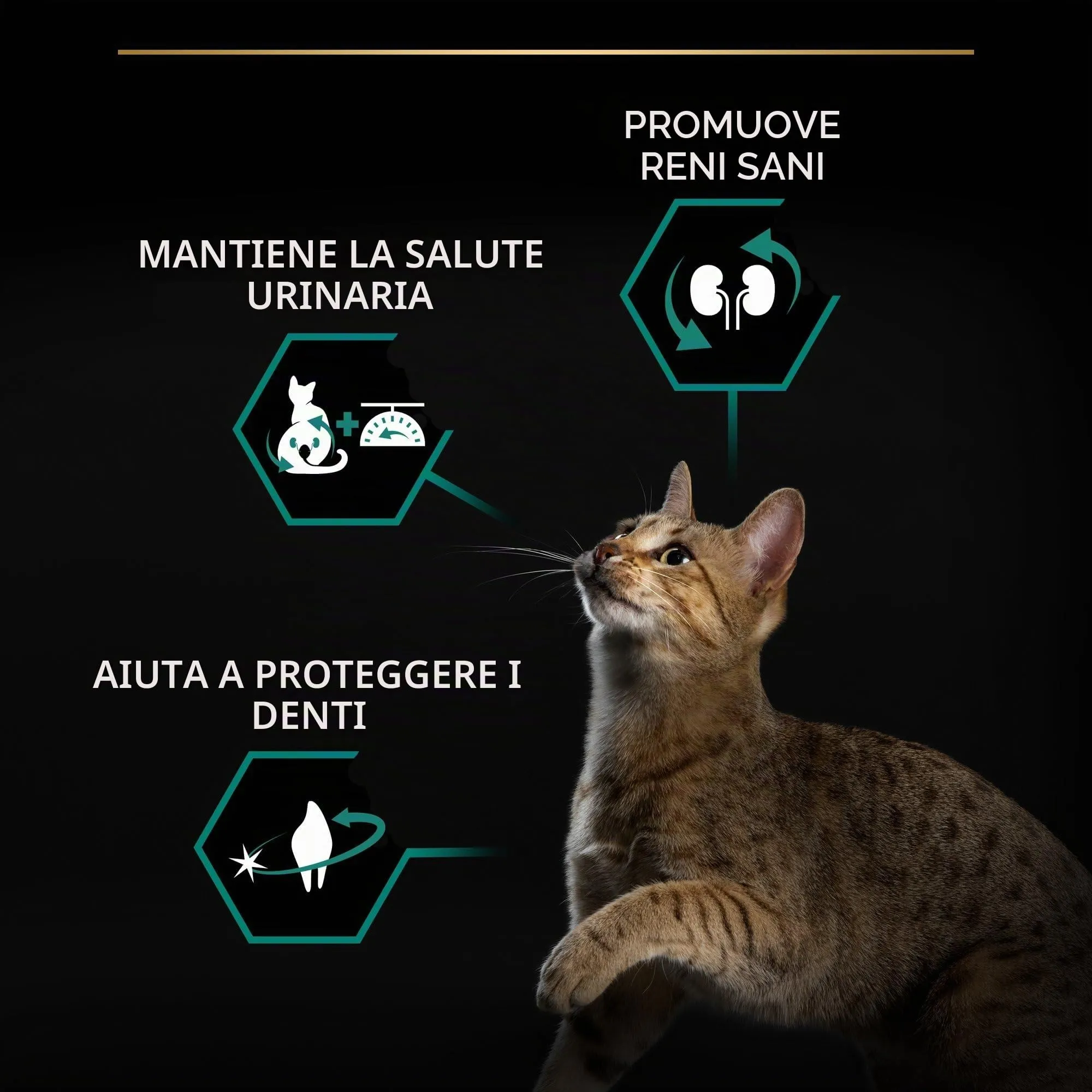 Purina Pro Plan Sterilised Renal Plus Crocchette Gatti Adulti Ricco in Tacchino 3kg - immagine 4