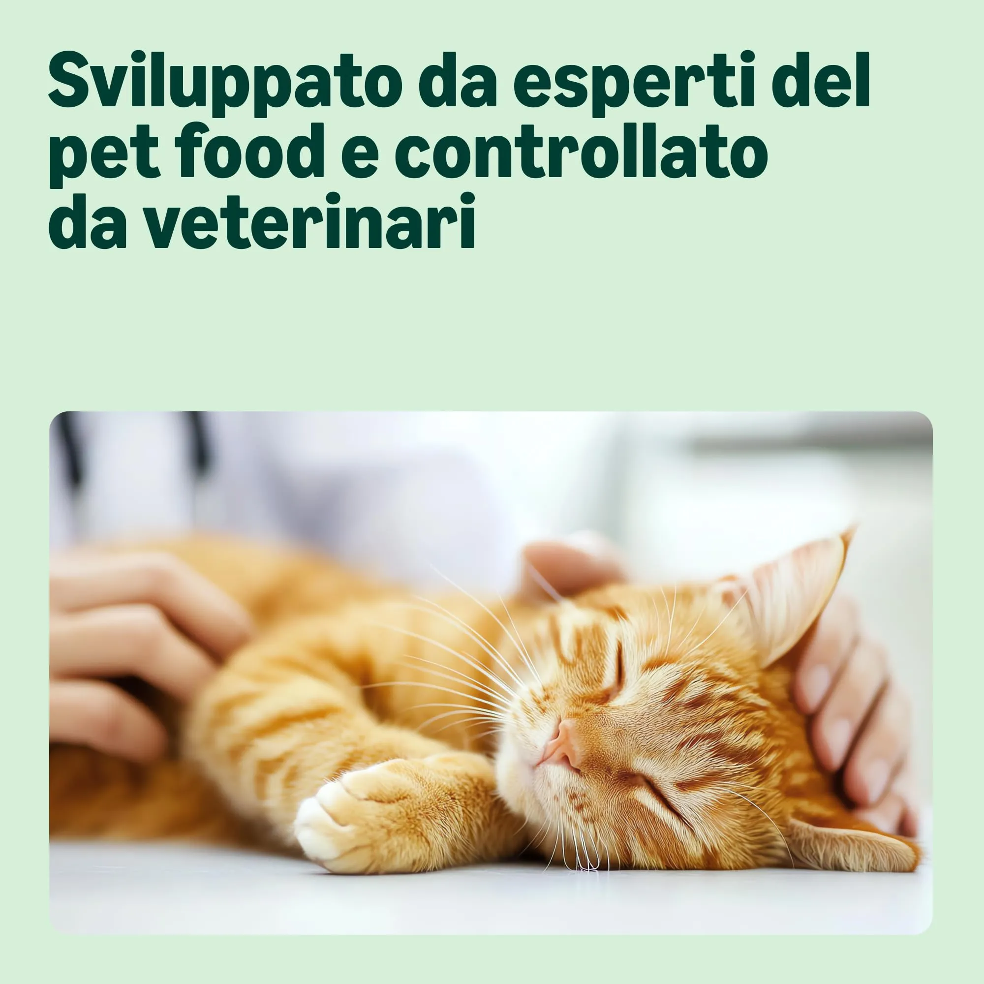 by Amazon Alimento Secco per Cuccioli di Gatto con Pollo - immagine 3