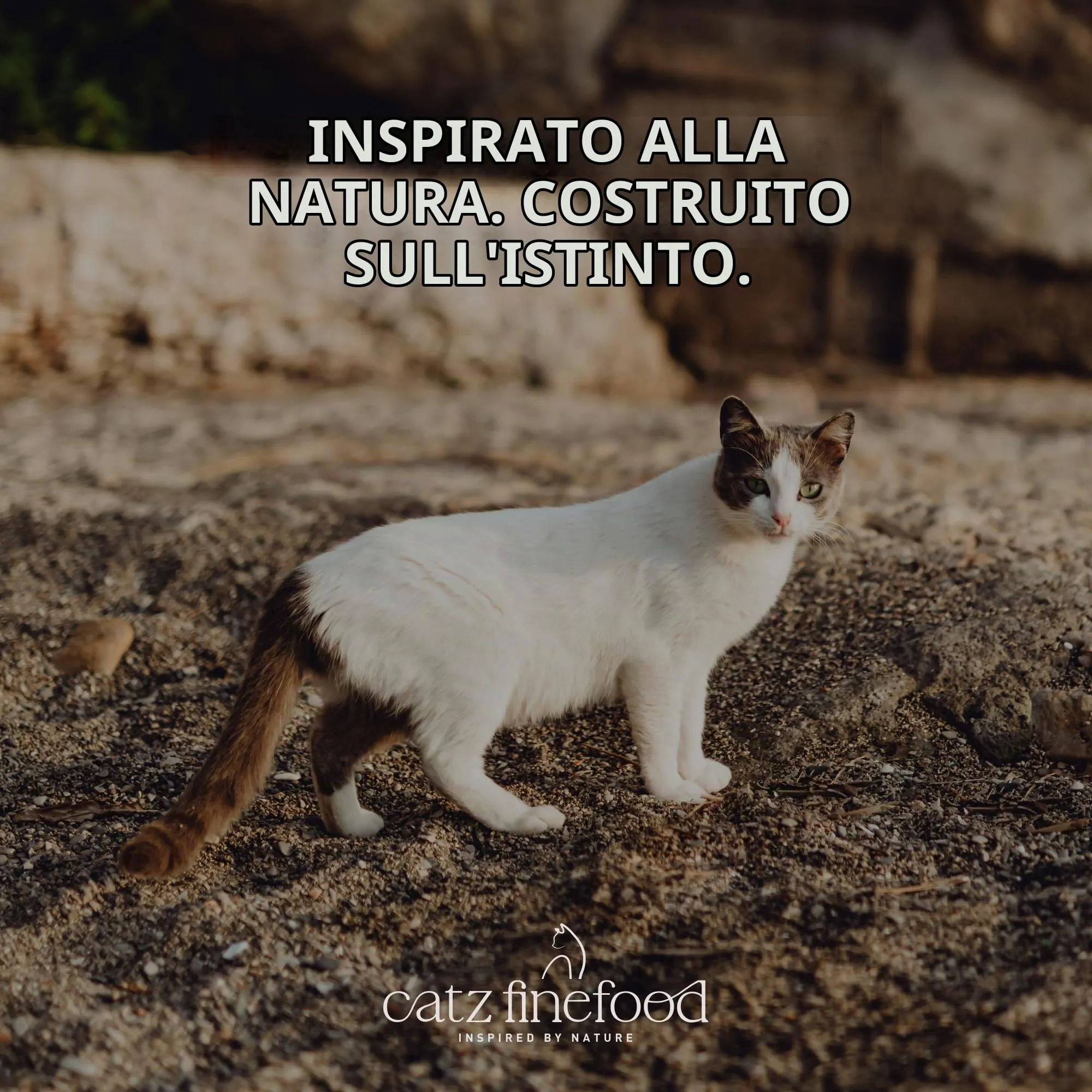catz finefood Kitten N° 7 Manzo e vitello cibo umido per gatti – Cibo umido per gatti giovani, 6 x 200 g - immagine 6