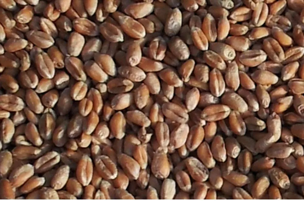 Cuscino del collo, cuori rosso Cuscino Semi di grano, terapia caldo e freddo - immagine 7