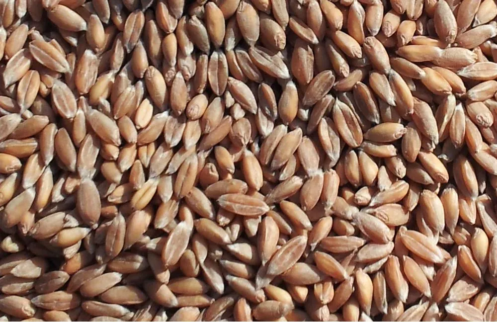 Cuscino del collo, cuori rosso. Cuscino Semi di farro, terapia caldo e freddo - immagine 7
