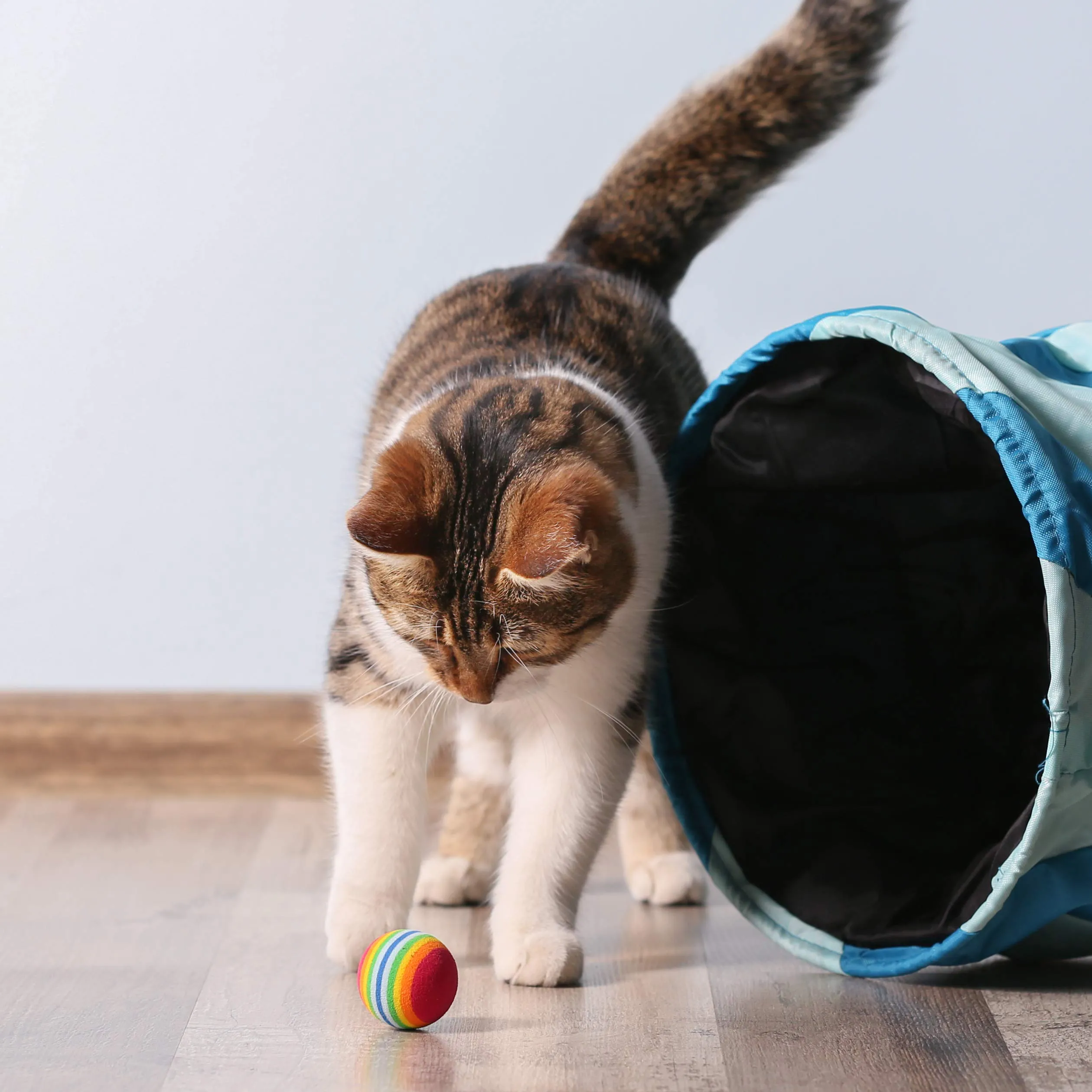 Kater Kasimir Spray all'erba gatta per tiragraffi, 100% naturale, senza additivi, spray all'erba gatta - immagine 5