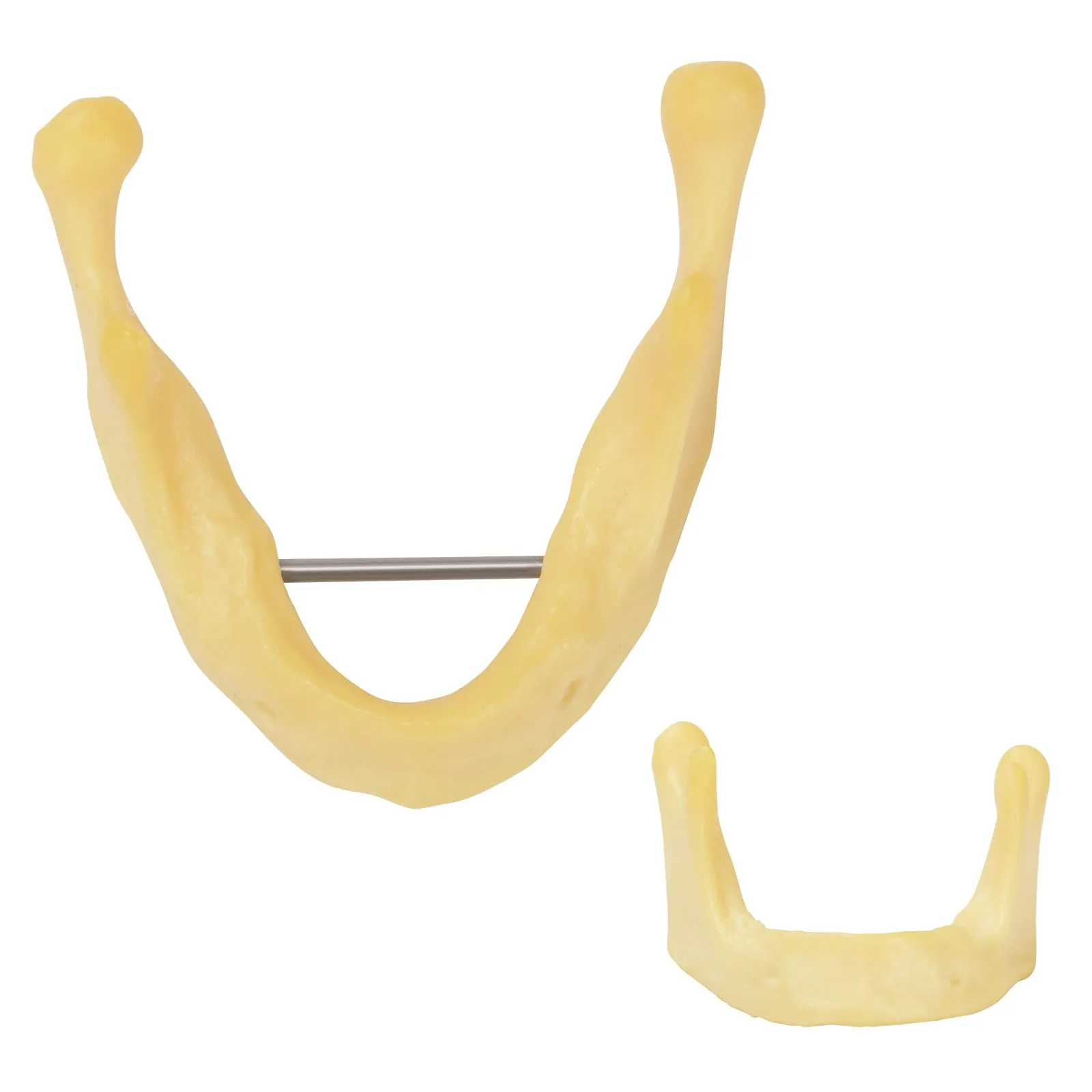 Ultrassist - Mandibola per pratica di perforazione, modello di formazione per impianti di base per studenti della scuola dentale, grande dentatura per la pratica dentale dell'impianto dentale - immagine 4