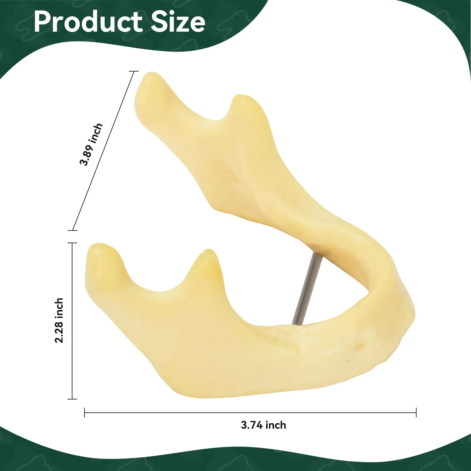 Ultrassist - Mandibola per pratica di perforazione, modello di formazione per impianti di base per studenti della scuola dentale, grande dentatura per la pratica dentale dell'impianto dentale - immagine 5
