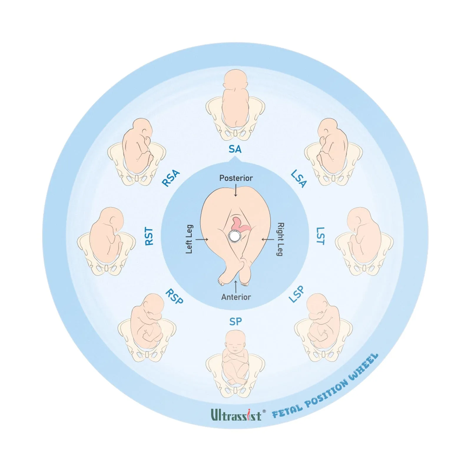 Ultrassist Strumento di posizione fetale per ostetriche, di piccole dimensioni, 13 cm, ruota di posizione fetale per ostetriche, doula e ostetrici, strumento educativo per il parto per studenti di - immagine 1