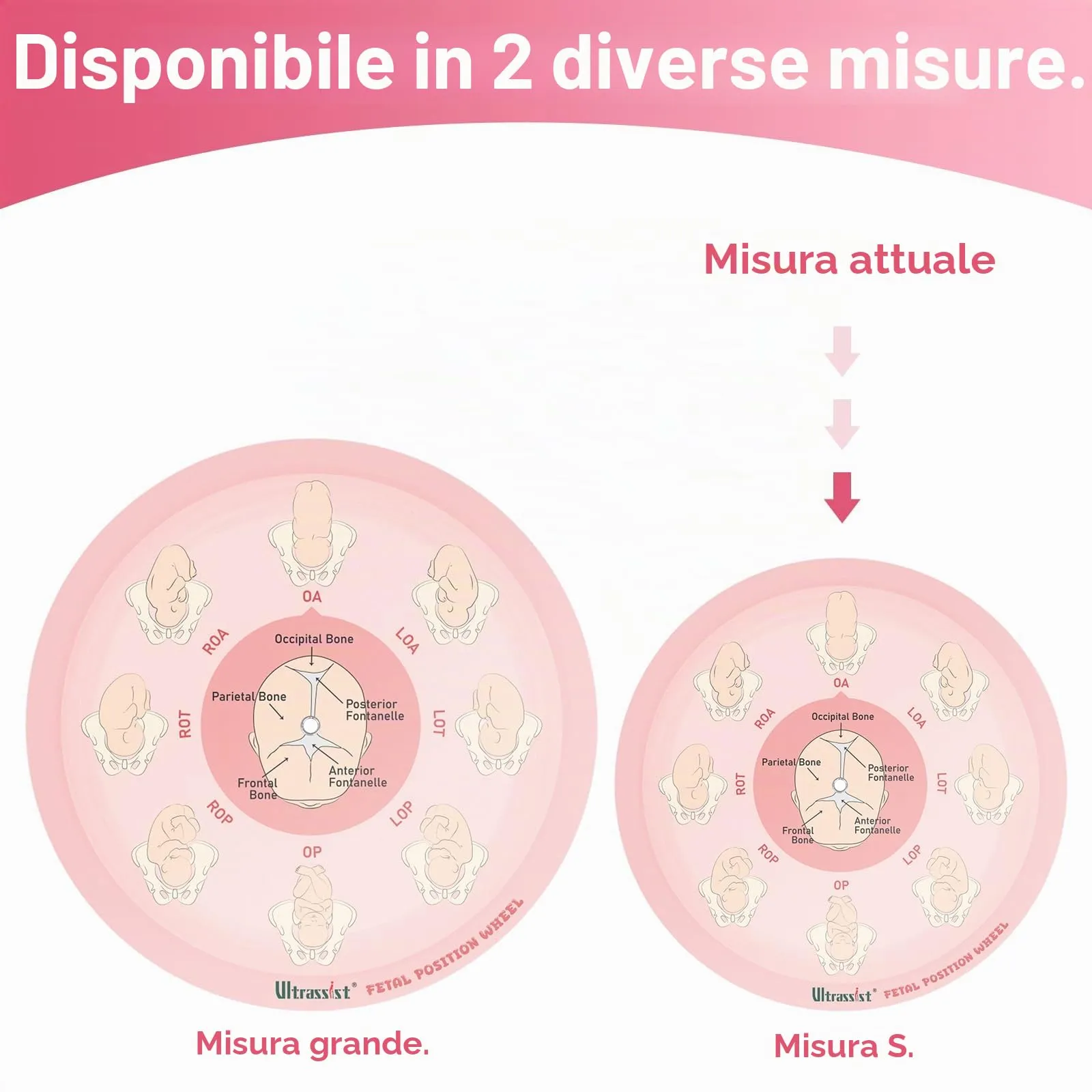 Ultrassist Strumento di posizione fetale per ostetriche, di piccole dimensioni, 13 cm, ruota di posizione fetale per ostetriche, doula e ostetrici, strumento educativo per il parto per studenti di - immagine 2