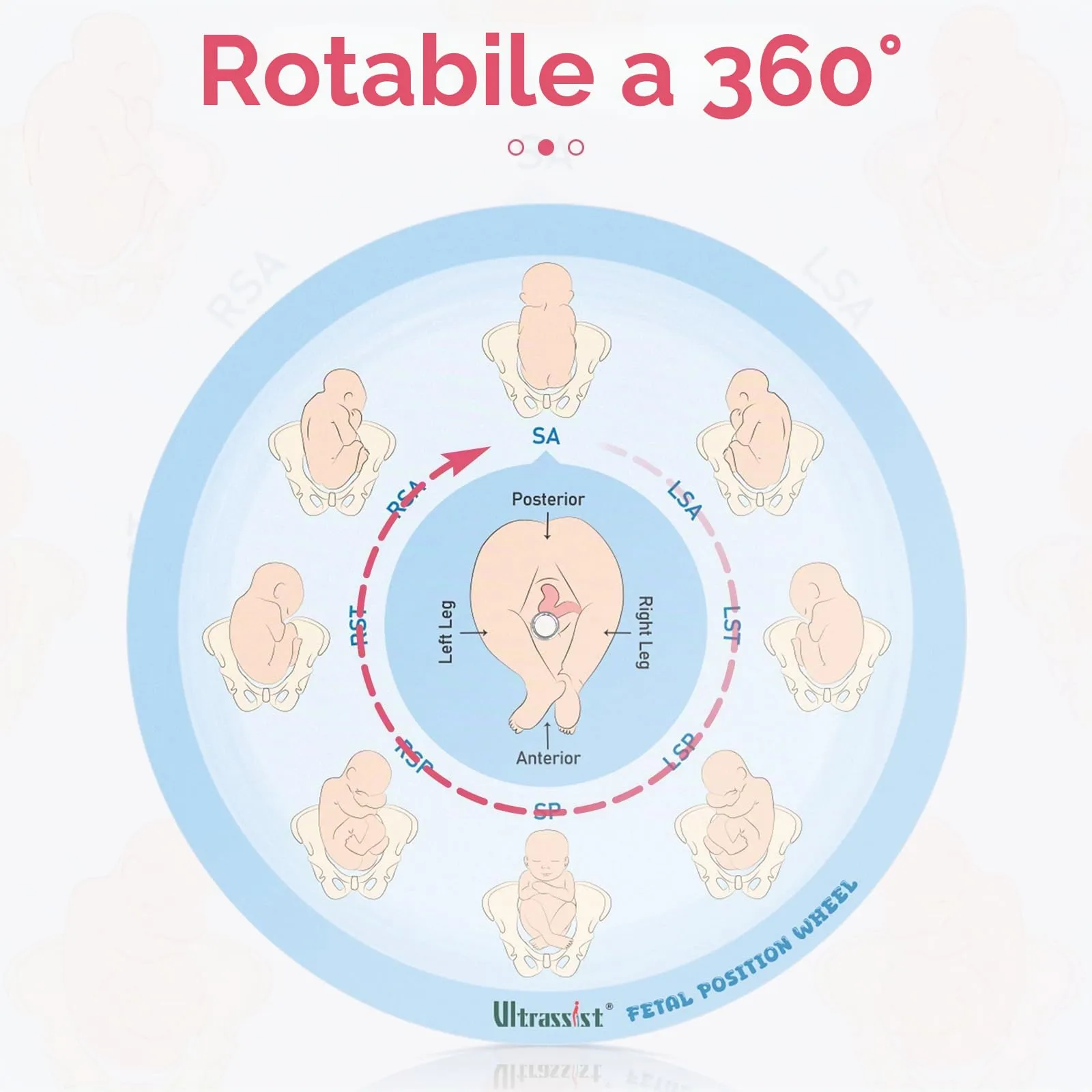 Ultrassist Strumento di posizione fetale per ostetriche, di piccole dimensioni, 13 cm, ruota di posizione fetale per ostetriche, doula e ostetrici, strumento educativo per il parto per studenti di - immagine 5