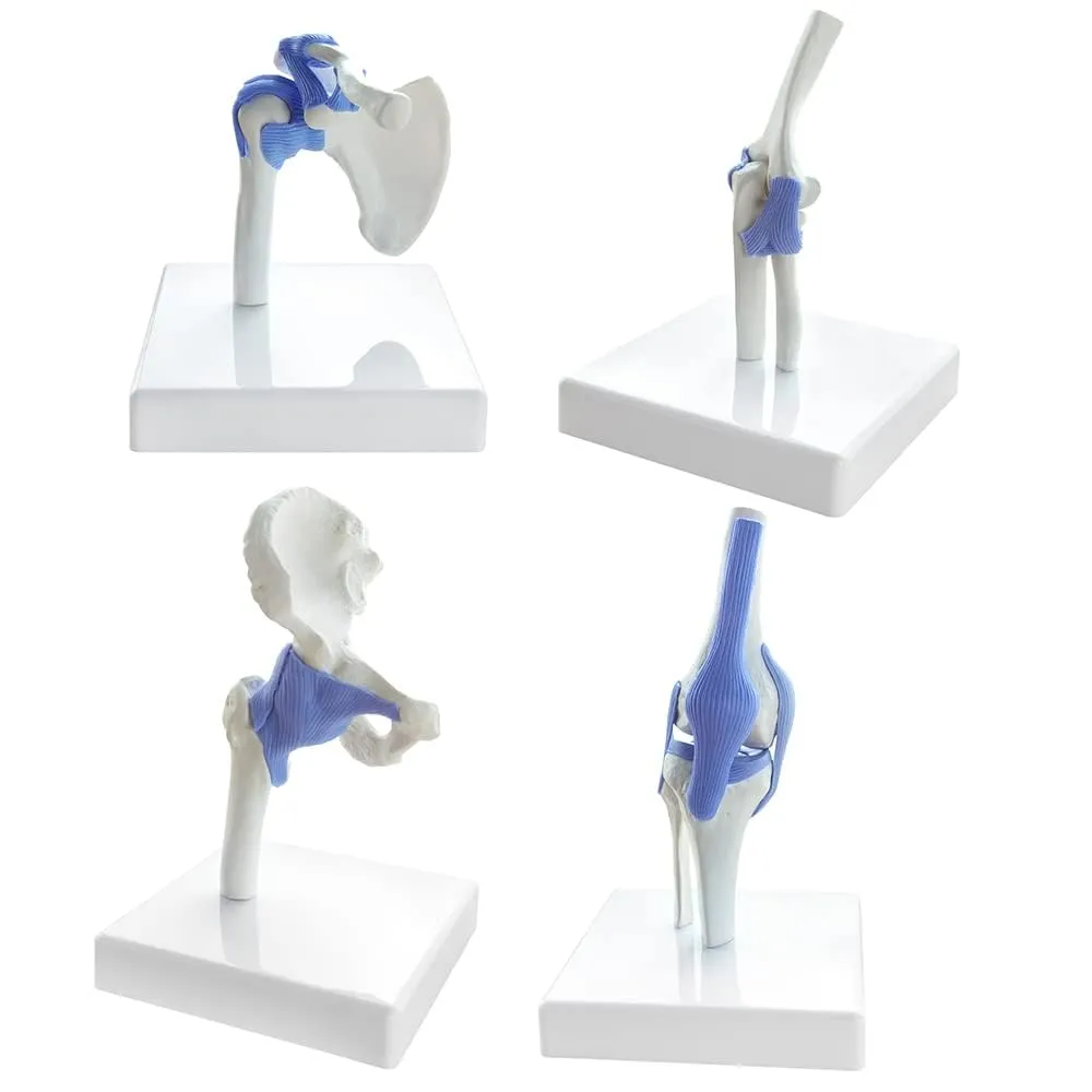 Set Di Modelli Di Articolazioni Umane, 4 Pezzi, Scala 1:2 - immagine 1