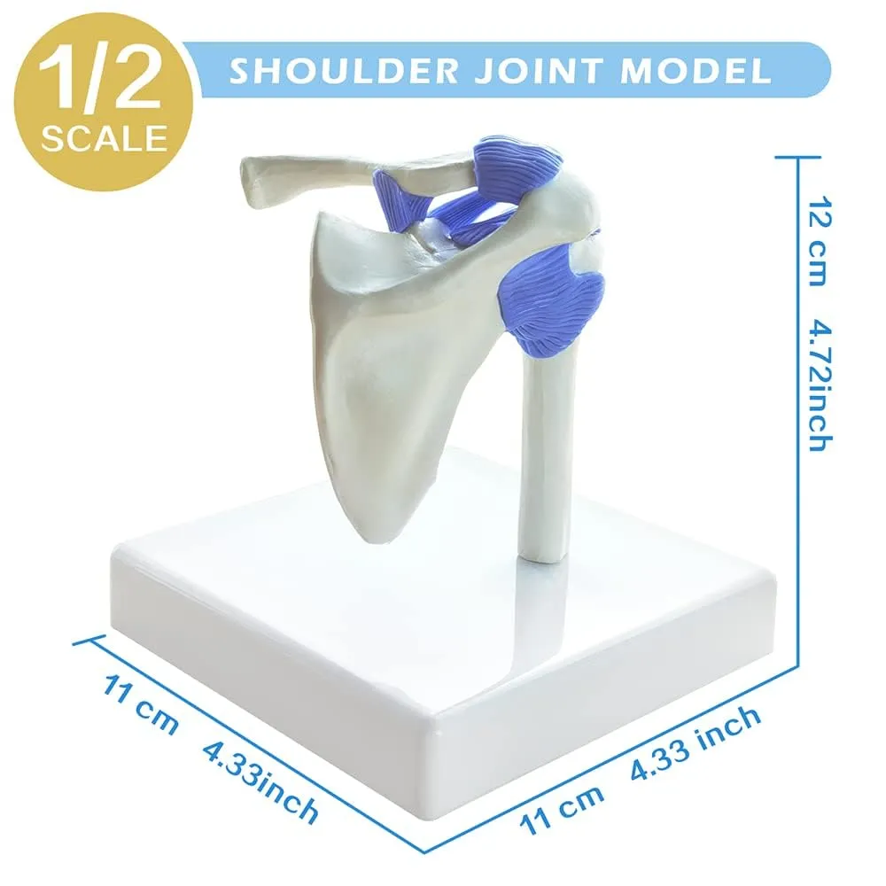 Set Di Modelli Di Articolazioni Umane, 4 Pezzi, Scala 1:2 - immagine 3