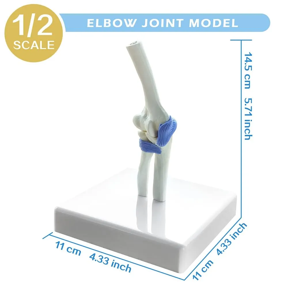 Set Di Modelli Di Articolazioni Umane, 4 Pezzi, Scala 1:2 - immagine 4