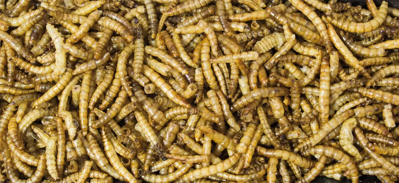 JR FARM Vermi di farina in scatola 70 g - immagine 2