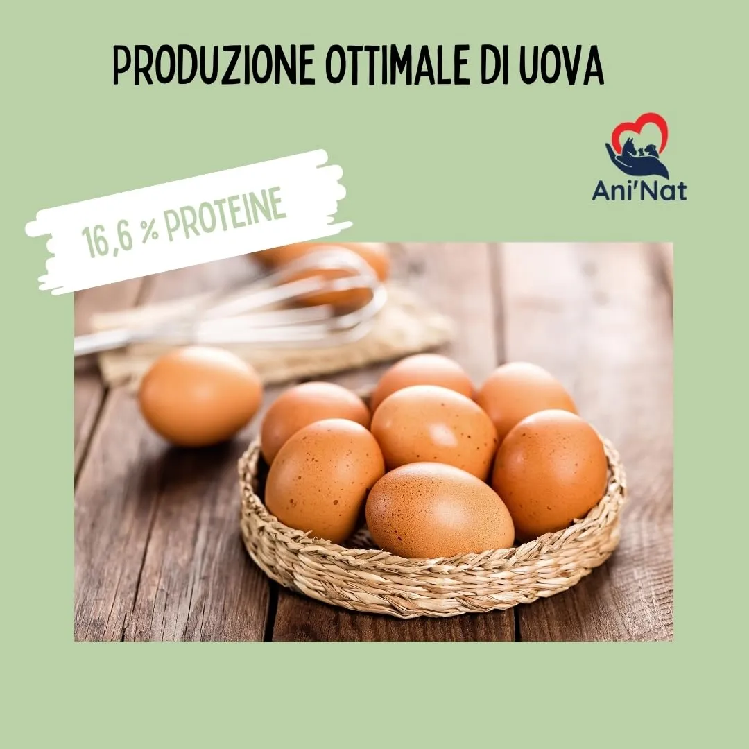 Ani'Nat Mangime per galline ovaiole senza OGM – Con oli essenziali – Miscela grossolanamente macinata – Nutrizione completa per deposizione e vitalità delle galline (5kg) - immagine 3