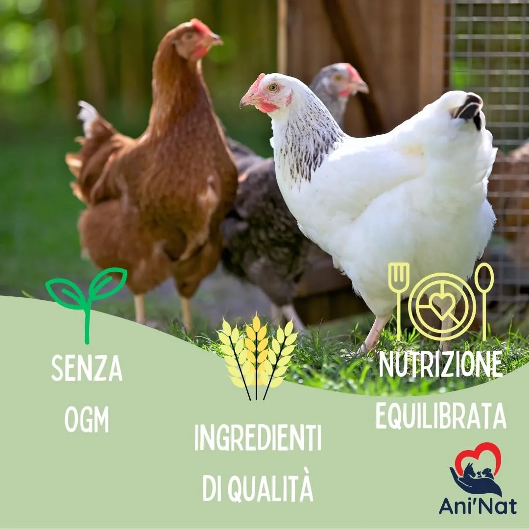 Ani'Nat Mangime per galline ovaiole senza OGM – Con oli essenziali – Miscela grossolanamente macinata – Nutrizione completa per deposizione e vitalità delle galline (5kg) - immagine 5