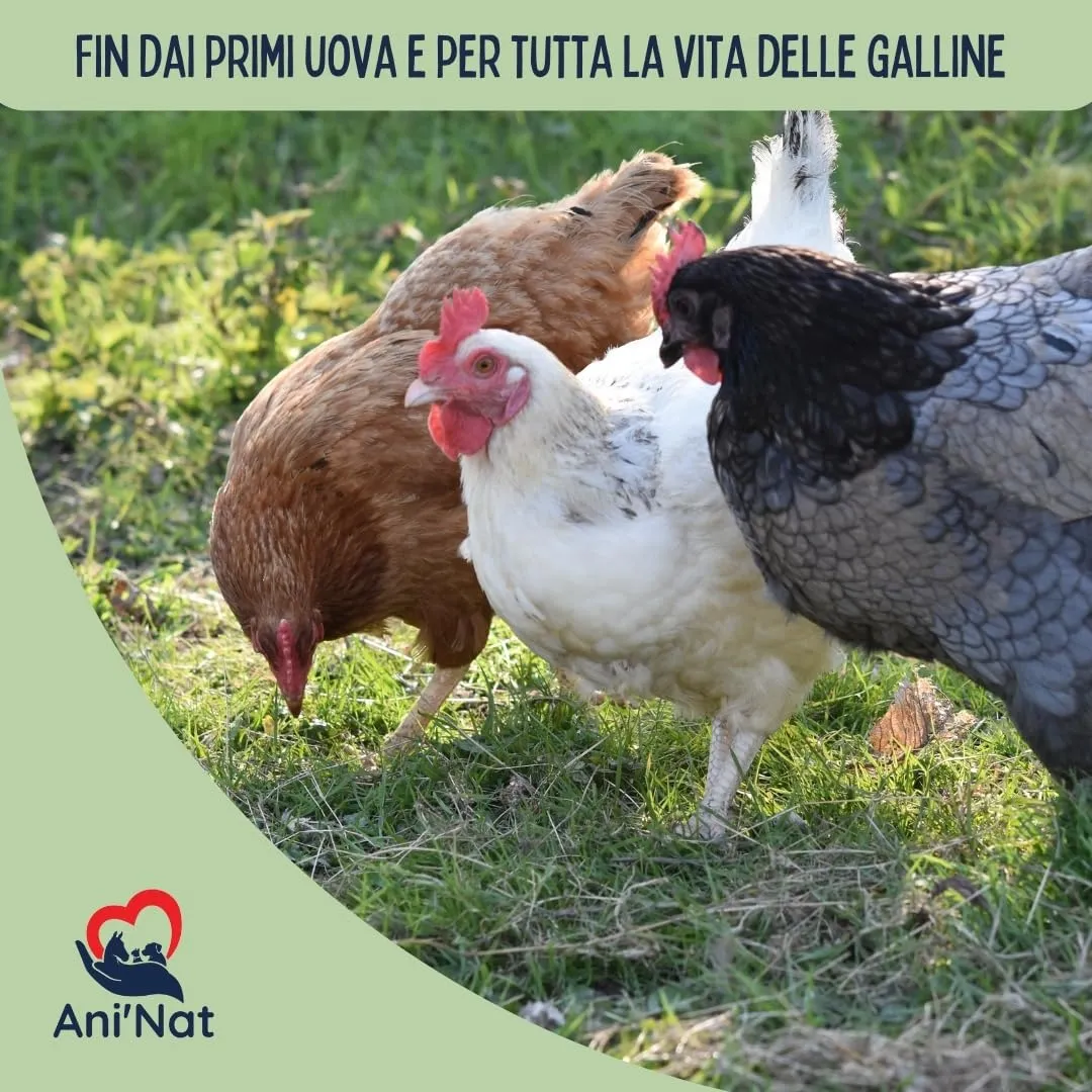 Ani'Nat Mangime per galline ovaiole senza OGM – Con oli essenziali – Miscela grossolanamente macinata – Nutrizione completa per deposizione e vitalità delle galline (5kg) - immagine 7