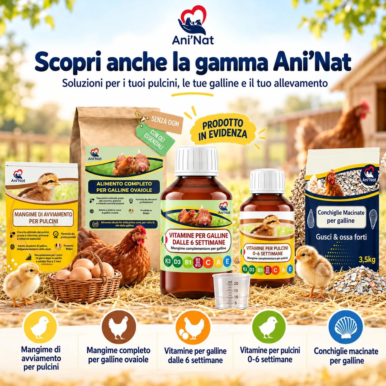 Ani'Nat Mangime per galline ovaiole senza OGM – Con oli essenziali – Miscela grossolanamente macinata – Nutrizione completa per deposizione e vitalità delle galline (5kg) - immagine 8