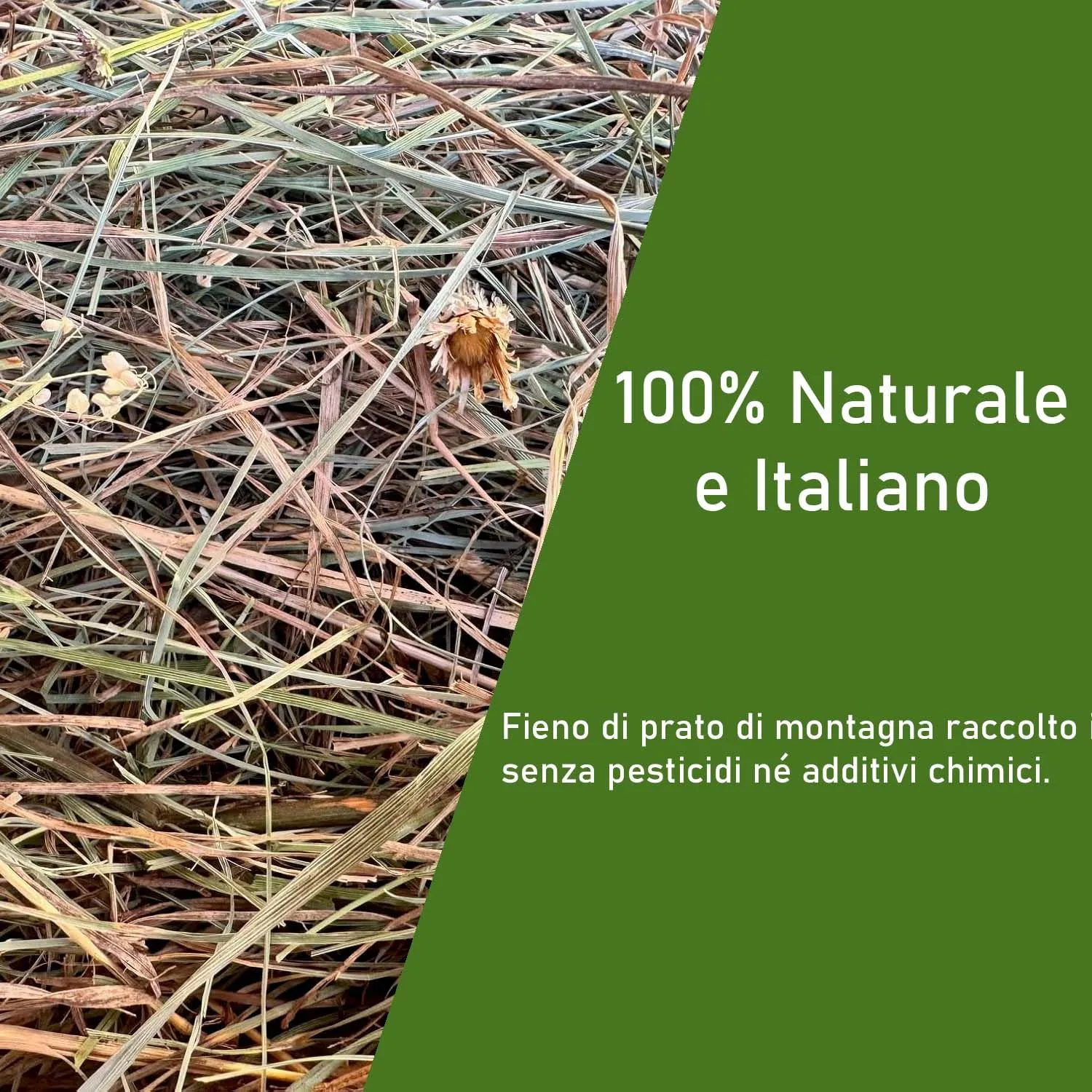 Fieno Naturale per Conigli 15 Kg | Balla di Fieno Italiano di Prato di Montagna Essiccato al Sole | Alimento per Porcellini d’India, Cincillà, Conigli Nani, Cavalli, Polli e Roditori - immagine 2