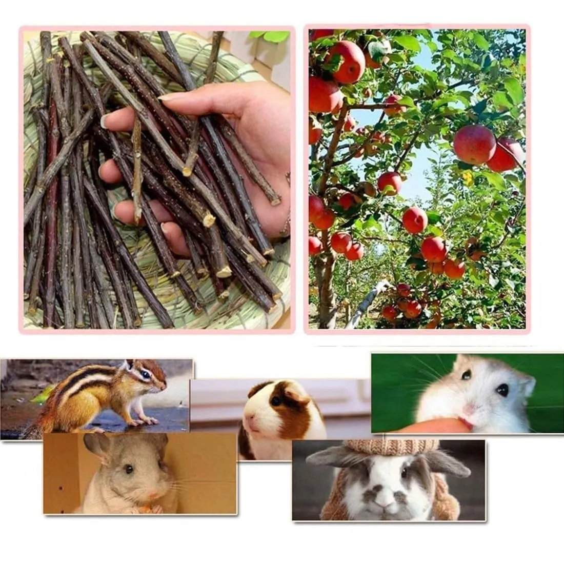 EJRUP 150g Bastoncini di Legno di Mela Naturale per Conigli, Criceti, Cincillà e Porcellini d'India - Ramo di Mela per Digrignare i Denti e Intrattenimento - immagine 3