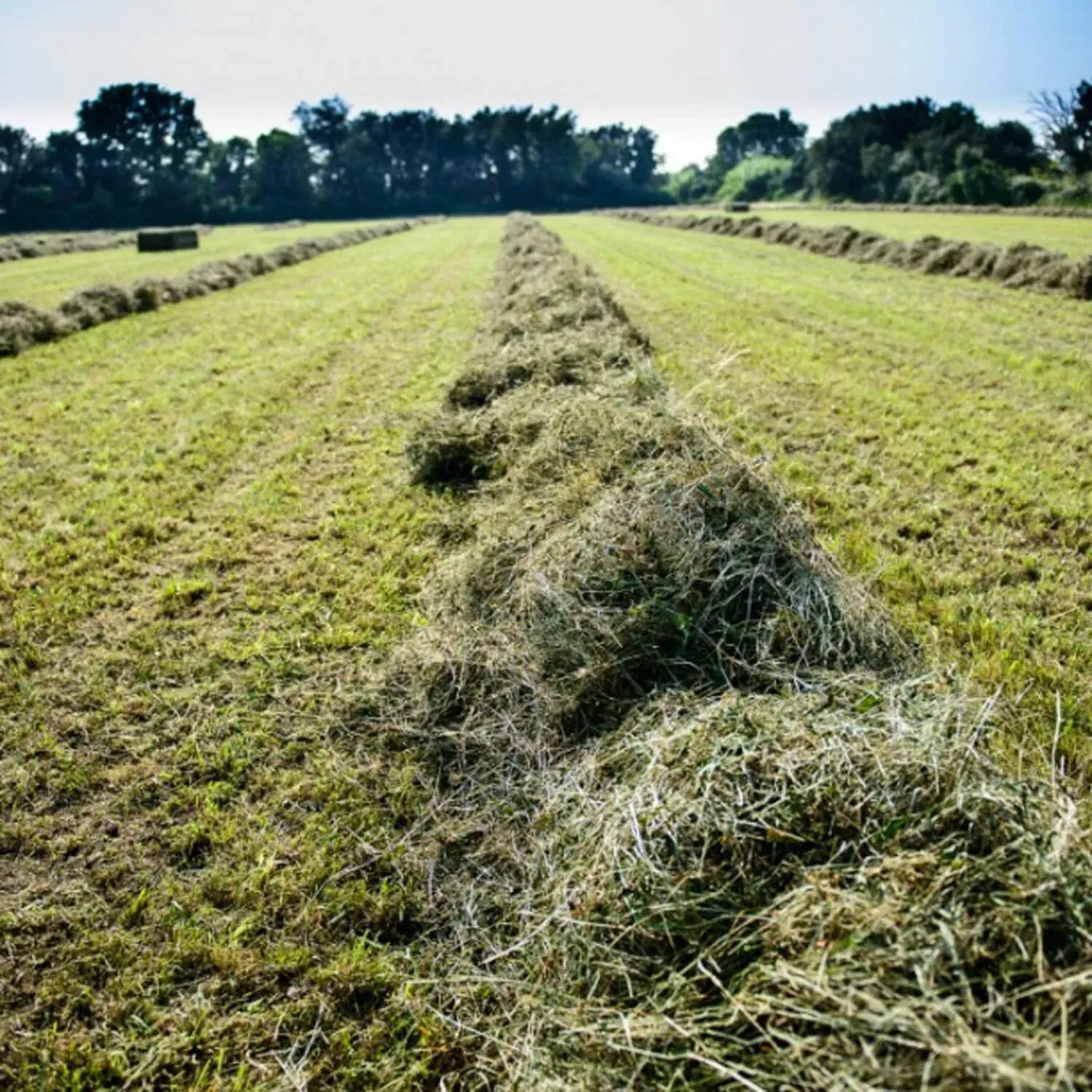 Fieno Naturale di Prato di Alta Montagna 5 kg - Made in Italy (Basilicata) | Per Conigli, Conigli Nani, Cavie, Cincillà e Roditori Erbivori | Senza Erba Medica, Ricco di Erbe Aromatiche - immagine 3