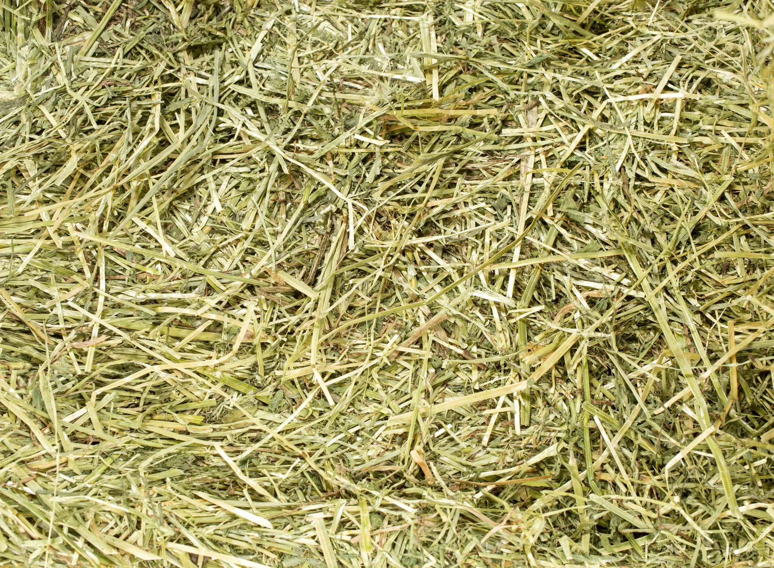 Fieno Naturale di Prato di Alta Montagna 5 kg - Made in Italy (Basilicata) | Per Conigli, Conigli Nani, Cavie, Cincillà e Roditori Erbivori | Senza Erba Medica, Ricco di Erbe Aromatiche - immagine 5