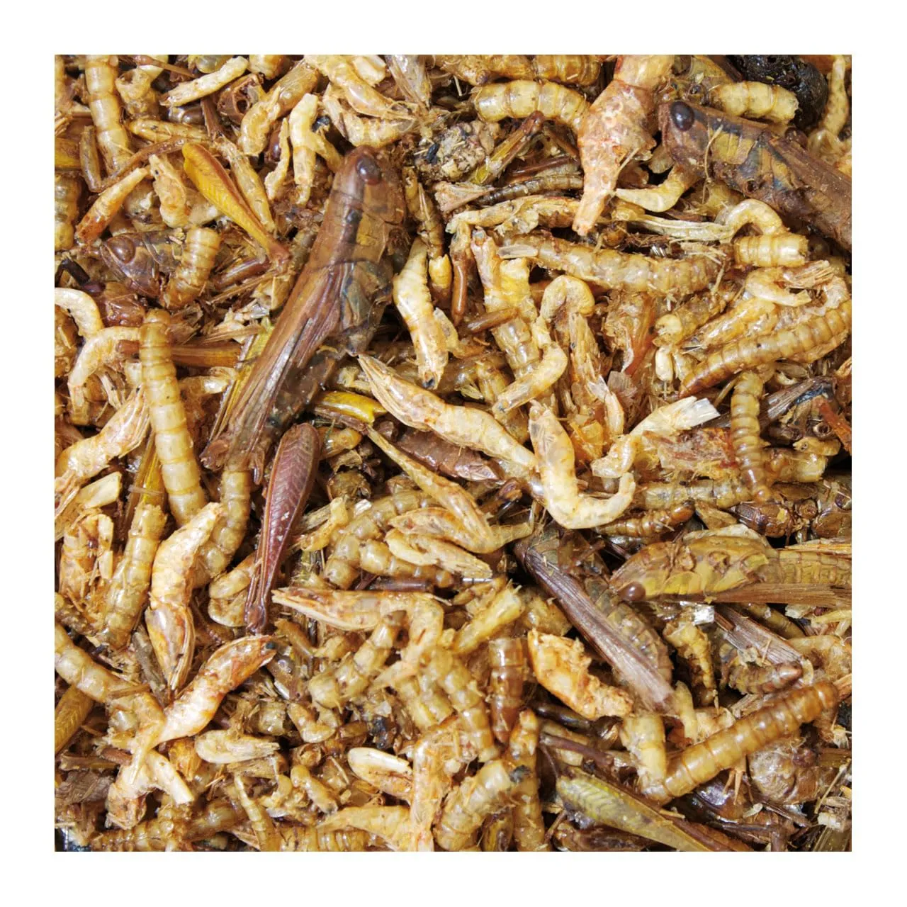 JR FARM Cocktail proteico 10 g - immagine 2