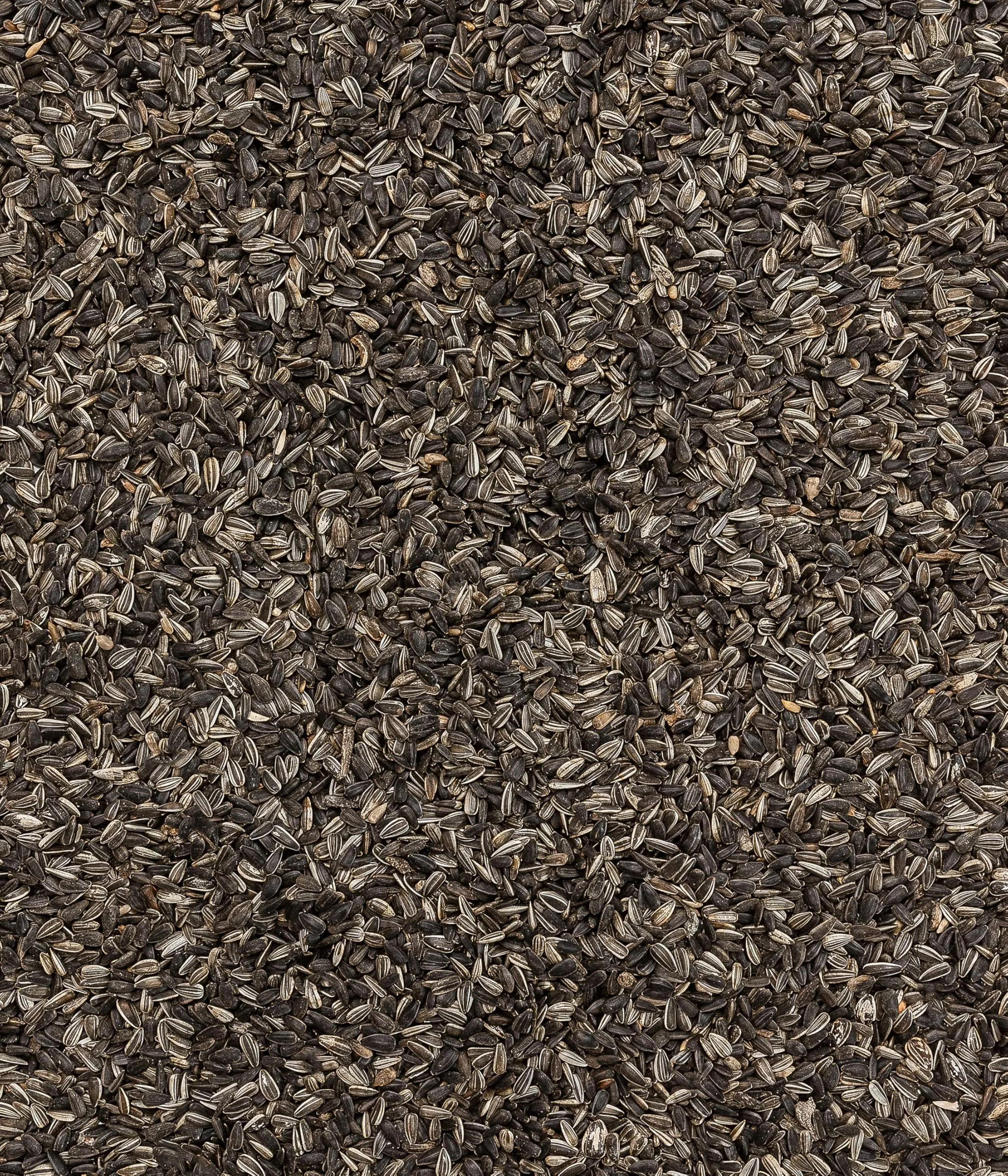 Dehner Natura - Mangime per uccelli selvatici, semi di girasole, 5 kg - immagine 3