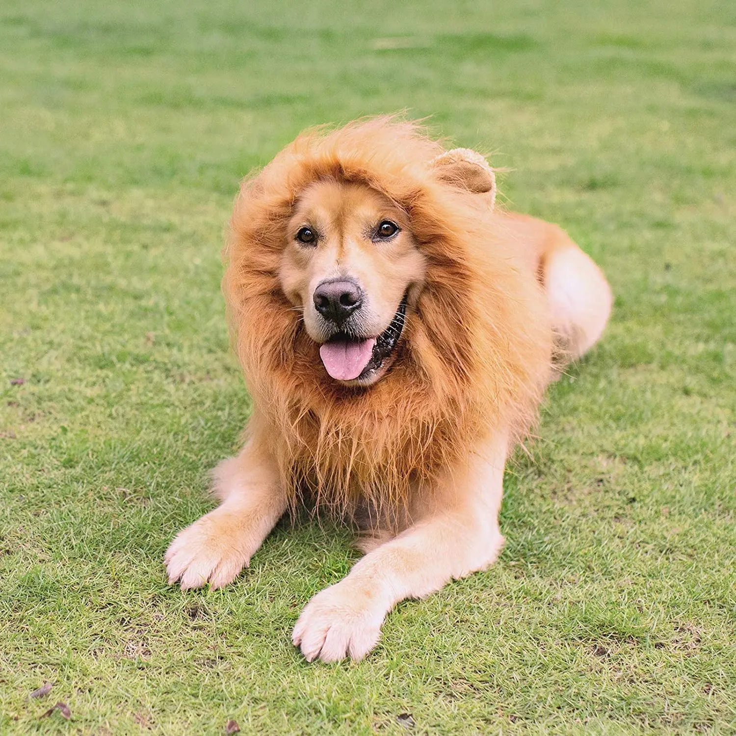 LATRAT Criniera di leone per cani, parrucca con orecchie, regolabile, per travestimento da leone per cani, Cosplay Costume Orecchie per Cane Gatto Halloween Partito Natale Vestire Marrone - immagine 6