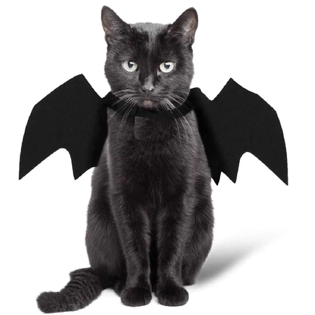 JTKREW Halloween Costume per Cane e Gatto - Costume da Gatto Pipistrello con Ali - Cosplay per Animali Domestici - immagine 3