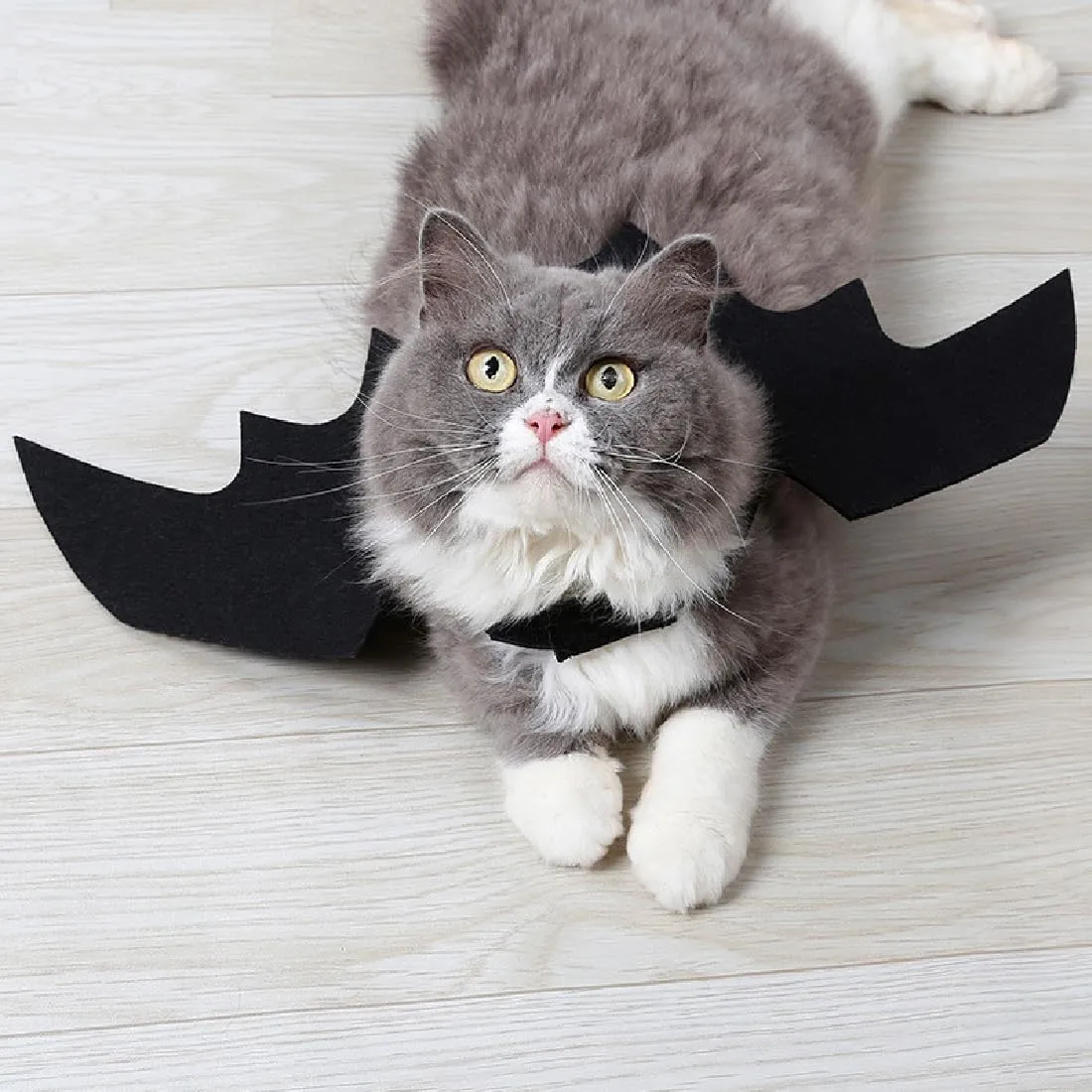 JTKREW Halloween Costume per Cane e Gatto - Costume da Gatto Pipistrello con Ali - Cosplay per Animali Domestici - immagine 5