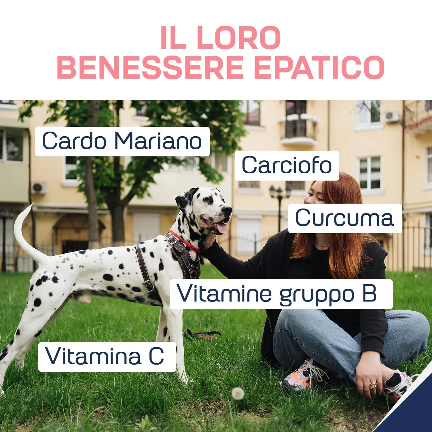 Suprapet Fegapet Cani e Gatti Supporto per il Fegato 30 compresse - Mangime per Funzioni Epato-Biliari con Vitamine, Cardo Mariano, Carciofo, Curcuma, Lespedeza - immagine 5