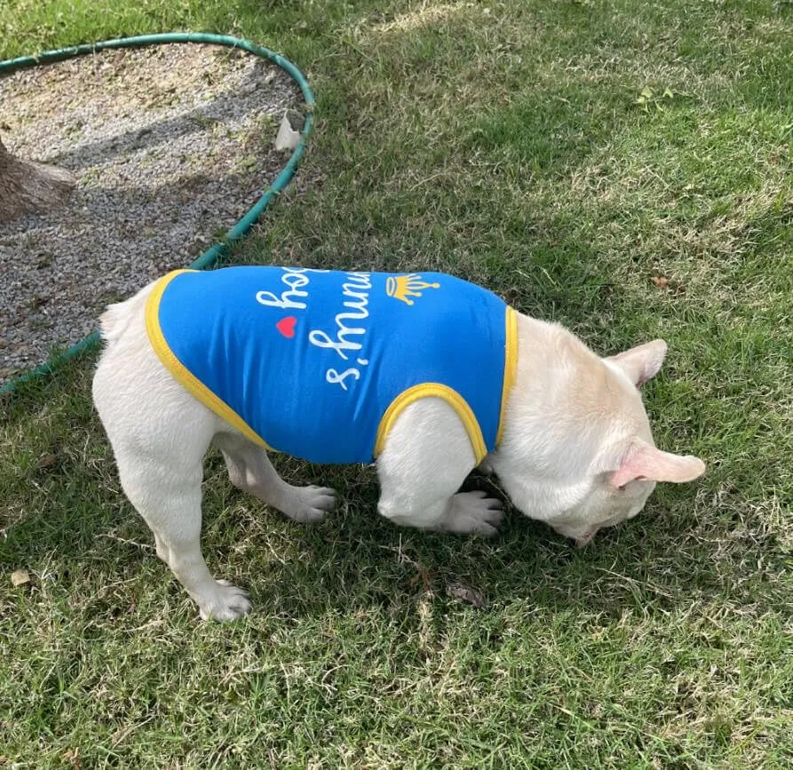 Izefia 4 Pezzi Magliette per Cani 4pz Traspirante Amore Mamma PapÀ Ragazzo Ragazza Canotta Estiva Fresca Maglietta per Piccolo Cane Cucciolo Gatto Medio - immagine 3