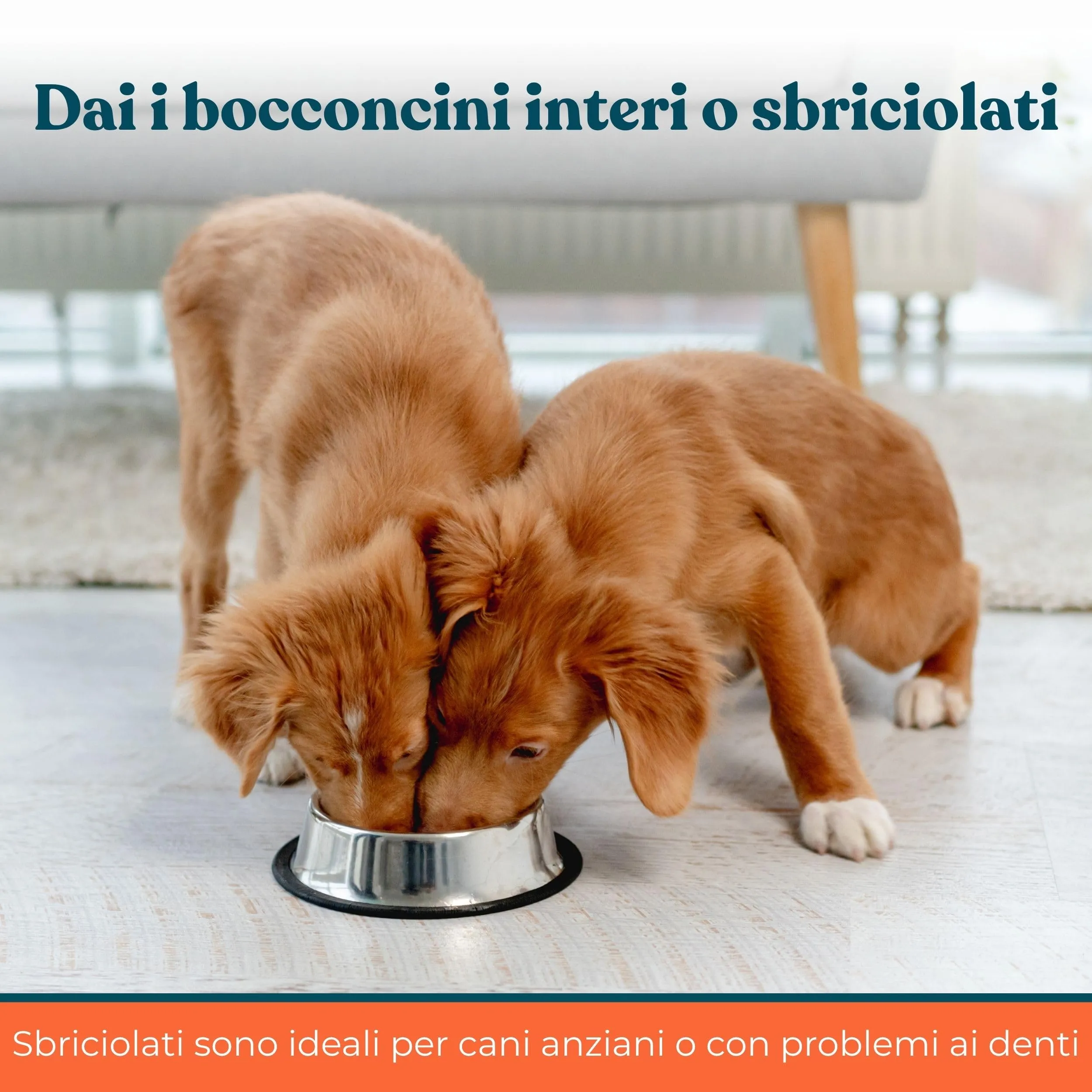 IntegroPet Ossa e Articolazioni per Cani, Integratore con Glucosamina, MSM, Collagene e Curcuma - 40 Bocconcini - immagine 7