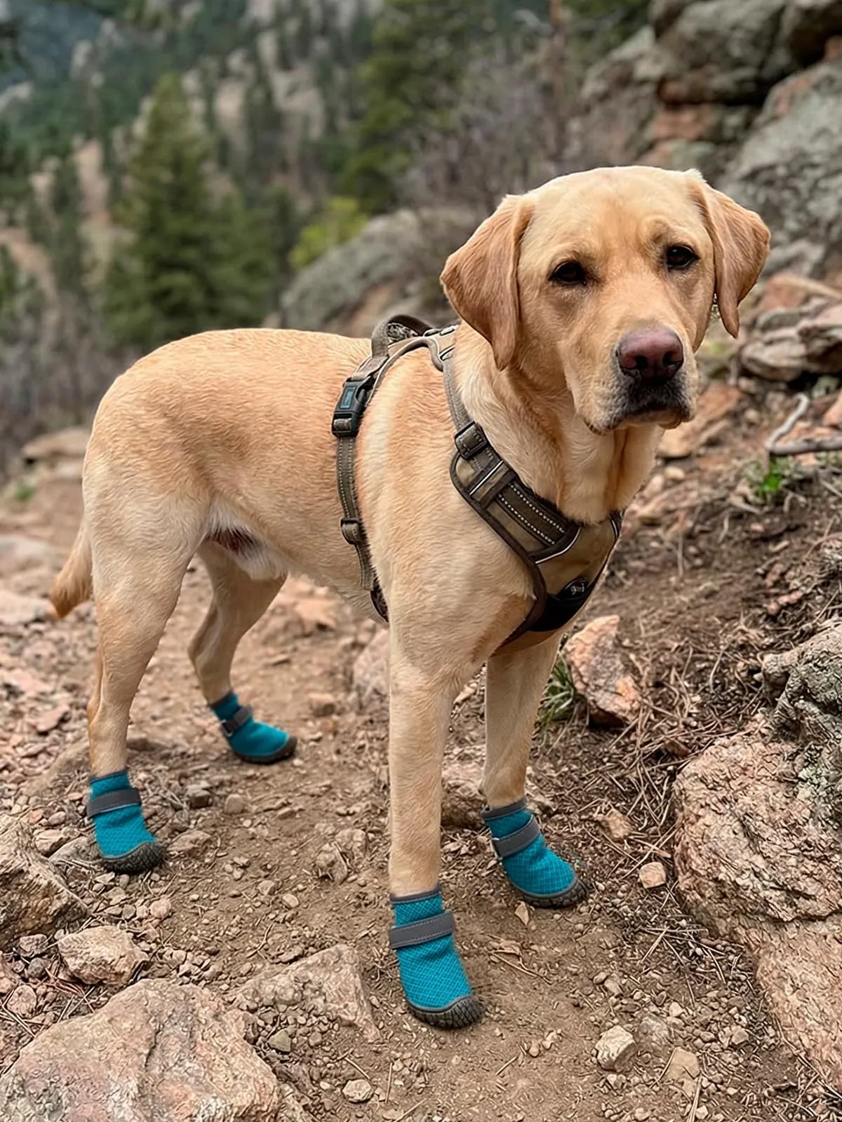 Haloumoning Scarpe antiscivolo per cani, suola robusta, Blu Lago, S - immagine 6