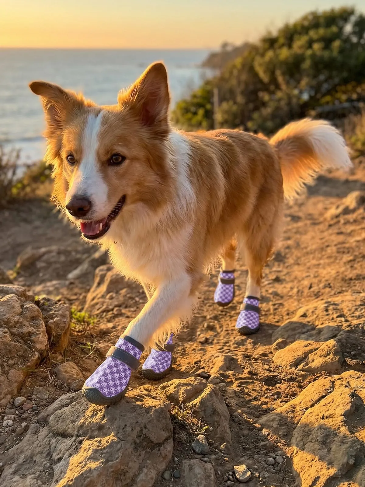 Haloumoning Scarpe antiscivolo per cani, suola robusta, Viola, XS - immagine 6