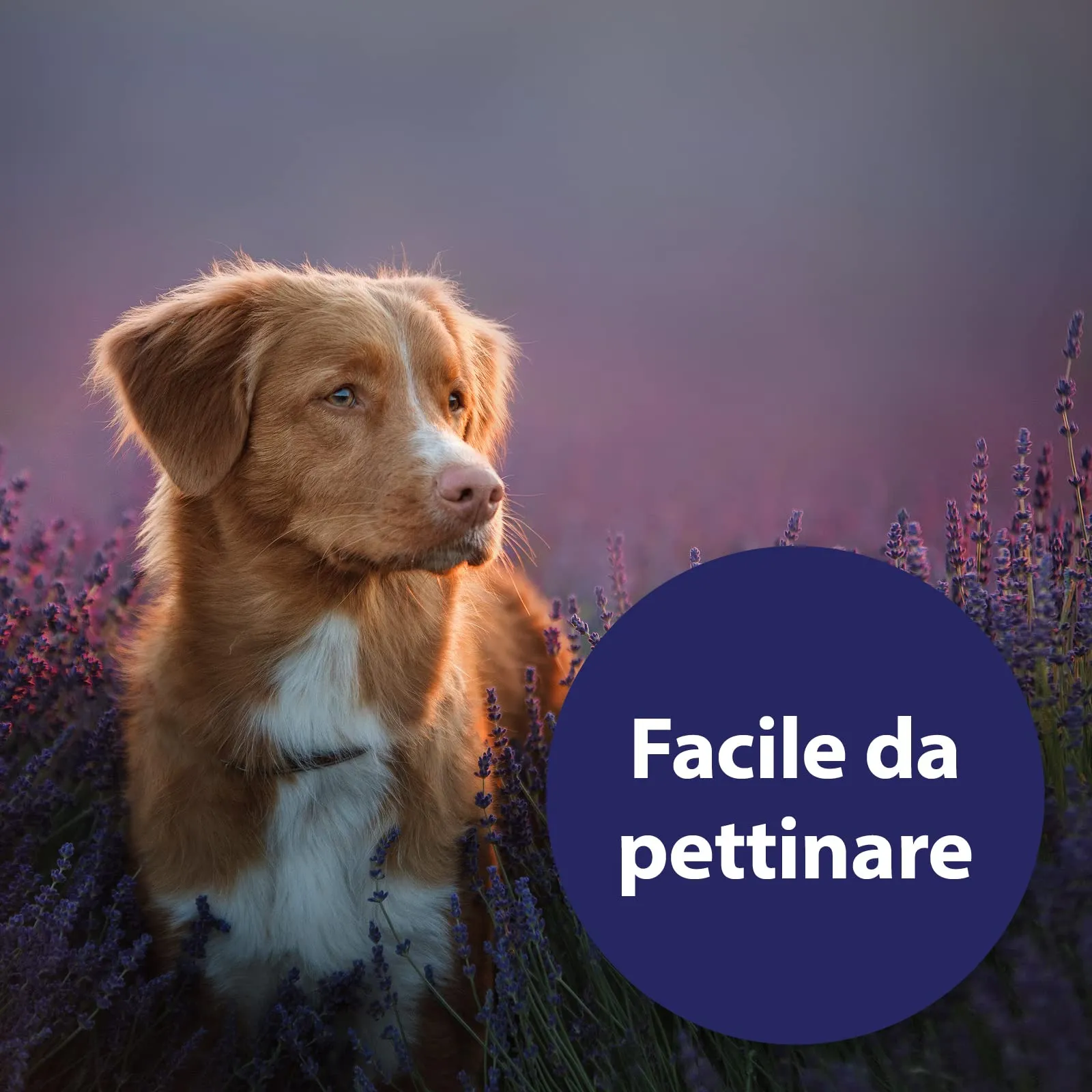 Canosept Spray per la cura del cappotto per cani 250 ml Dermatite cane - Prodotto per la cura del cappotto per cane facilmente pettinabile, de-feltrata e appassionata Assicura un pelo lucido e setoso - immagine 3
