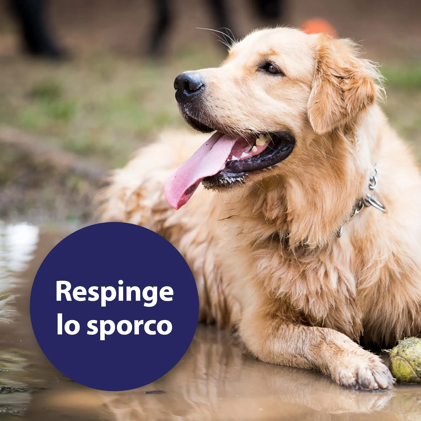 Canosept Spray per la cura del cappotto per cani 250 ml Dermatite cane - Prodotto per la cura del cappotto per cane facilmente pettinabile, de-feltrata e appassionata Assicura un pelo lucido e setoso - immagine 4