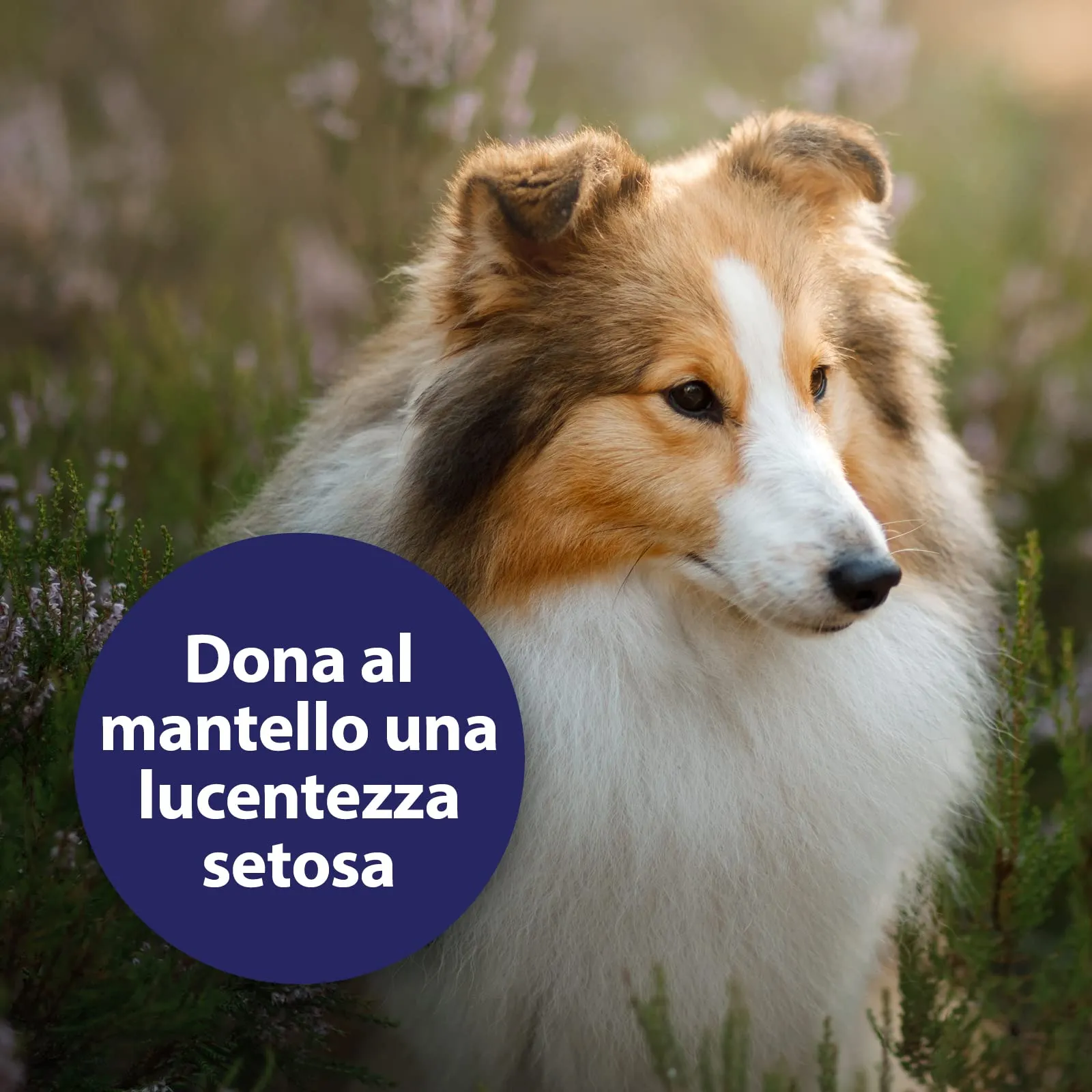 Canosept Spray per la cura del cappotto per cani 250 ml Dermatite cane - Prodotto per la cura del cappotto per cane facilmente pettinabile, de-feltrata e appassionata Assicura un pelo lucido e setoso - immagine 5