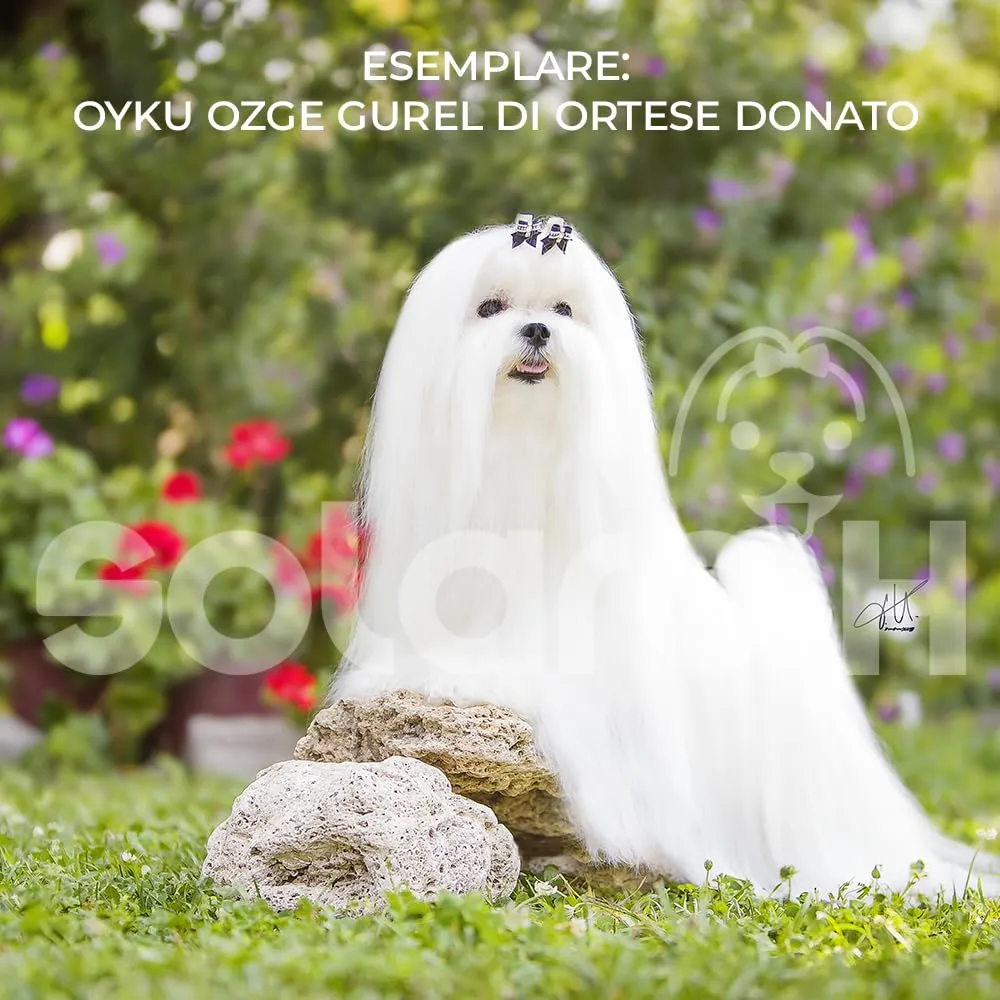 Solaro H | Balsamo per Cani e Gatti Guaina Potenziata, Districante, Nutriente per Manti Lunghi 250ml | Made in Italy - immagine 3