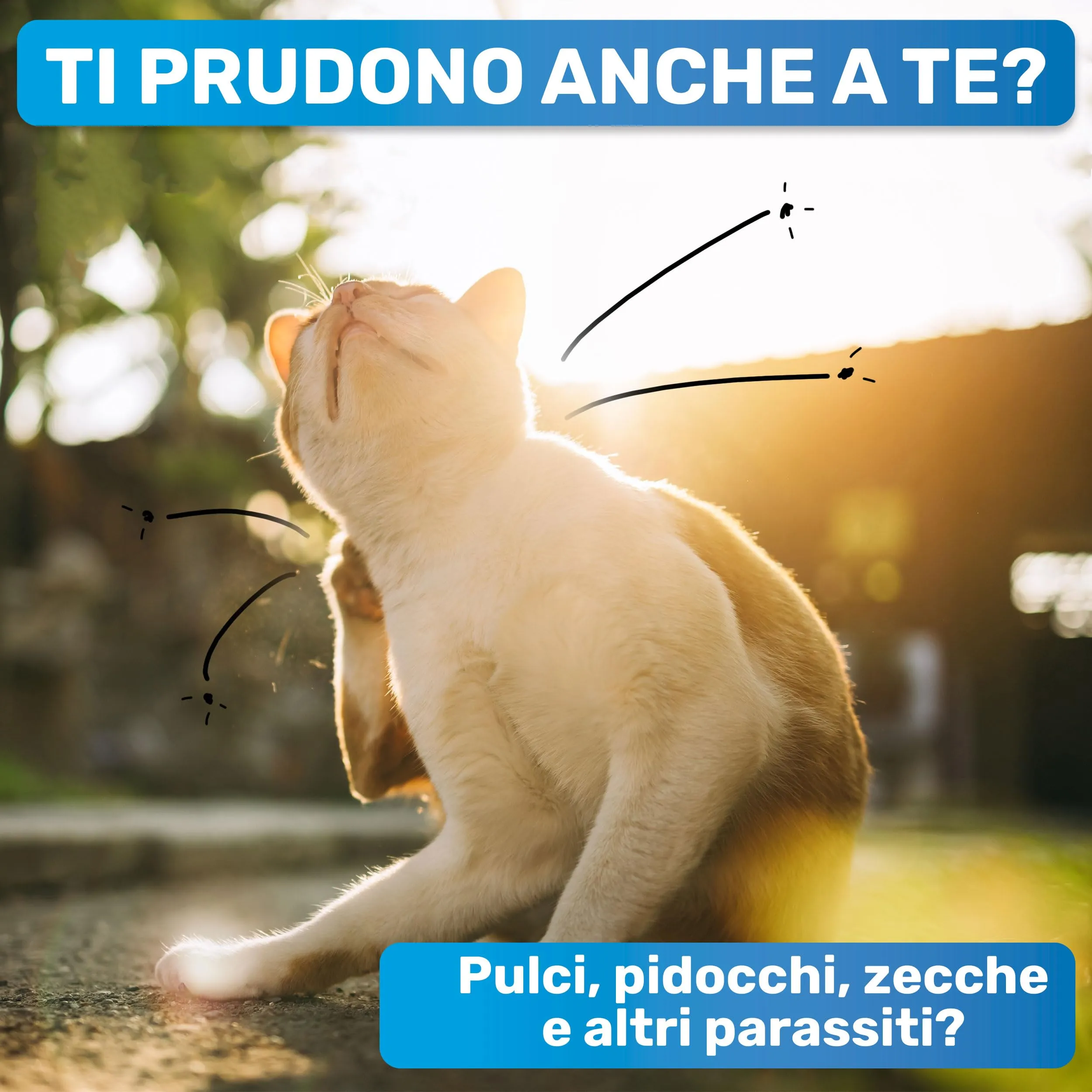 BluePet Pettine Antipulci scheda antipulci, Anti Pidocchi, Rimuovere Pulci - immagine 2