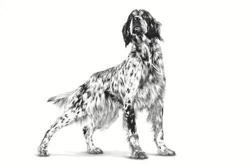 Royal Canin Veterinary Cardiac | 2kg | Alimento dietetico completo per cani | Per il supporto della funzione cardiaca - immagine 7