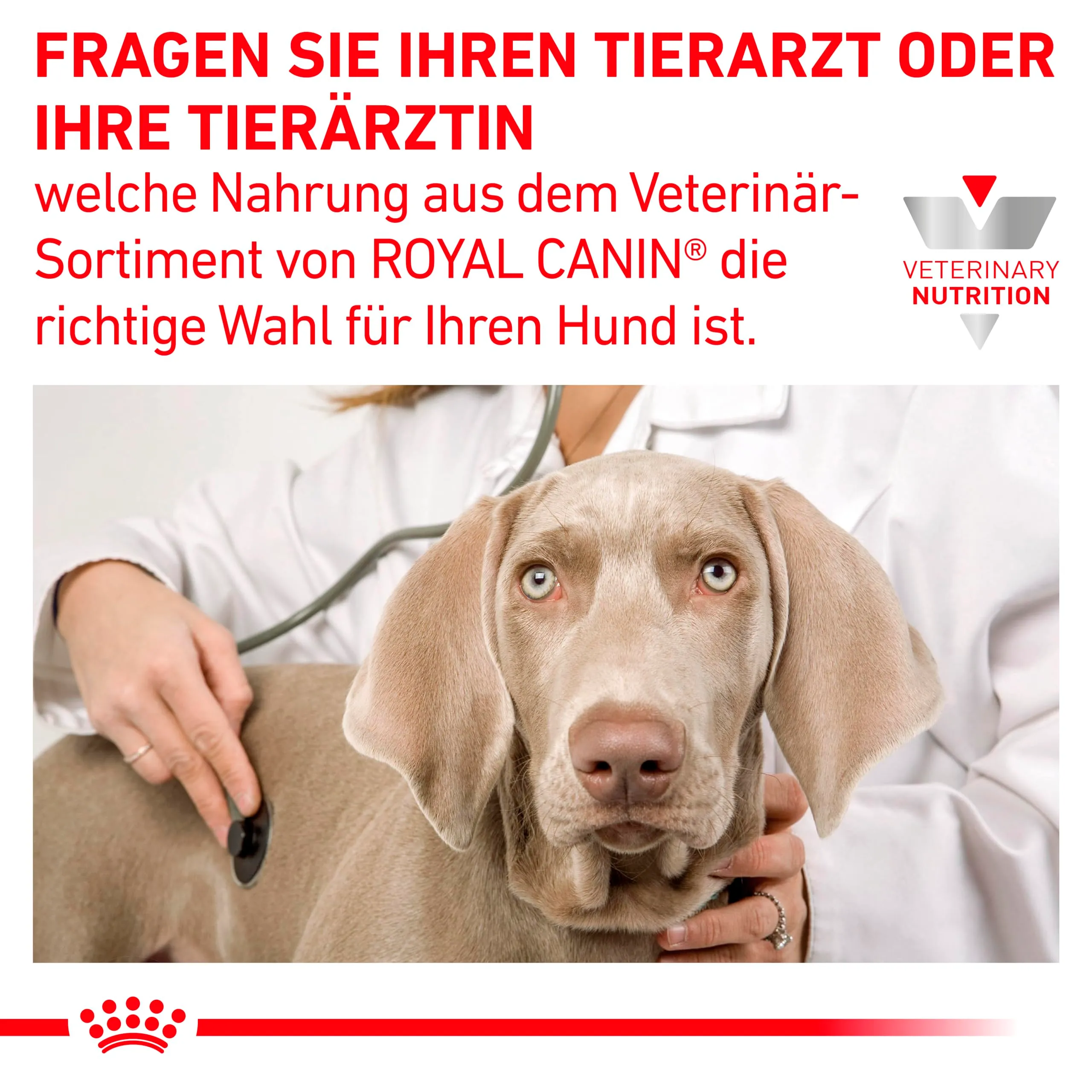 Royal Canin Veterinary Hepatic Mousse | 12 x 200 g | Alimento dietetico completo per cani adulti | Può aiutare a sostenere la funzione epatica nell'insufficienza epatica - immagine 4