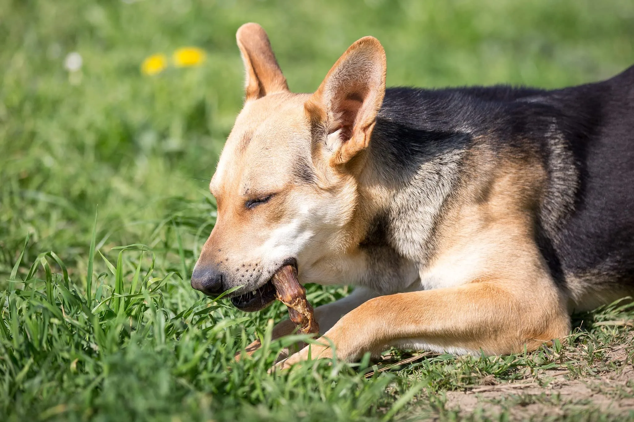 Croci Niki Natural Barf Dieta Barf per Cani Colli di Tacchino 250g 280 gr - immagine 5