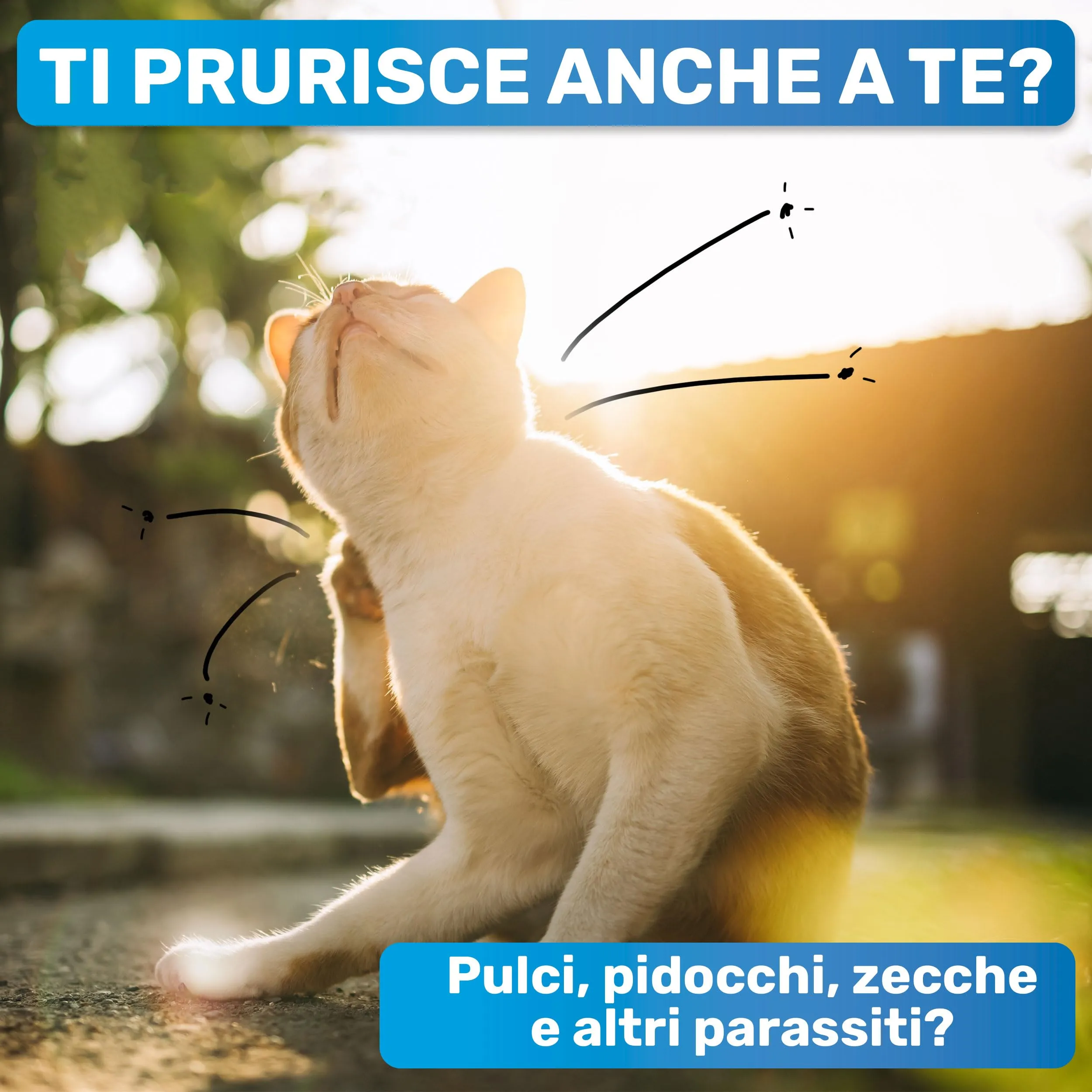 BluePet Pettine Antipulci Anti Pidocchi, Districante, Rimuovere Pulci - immagine 2