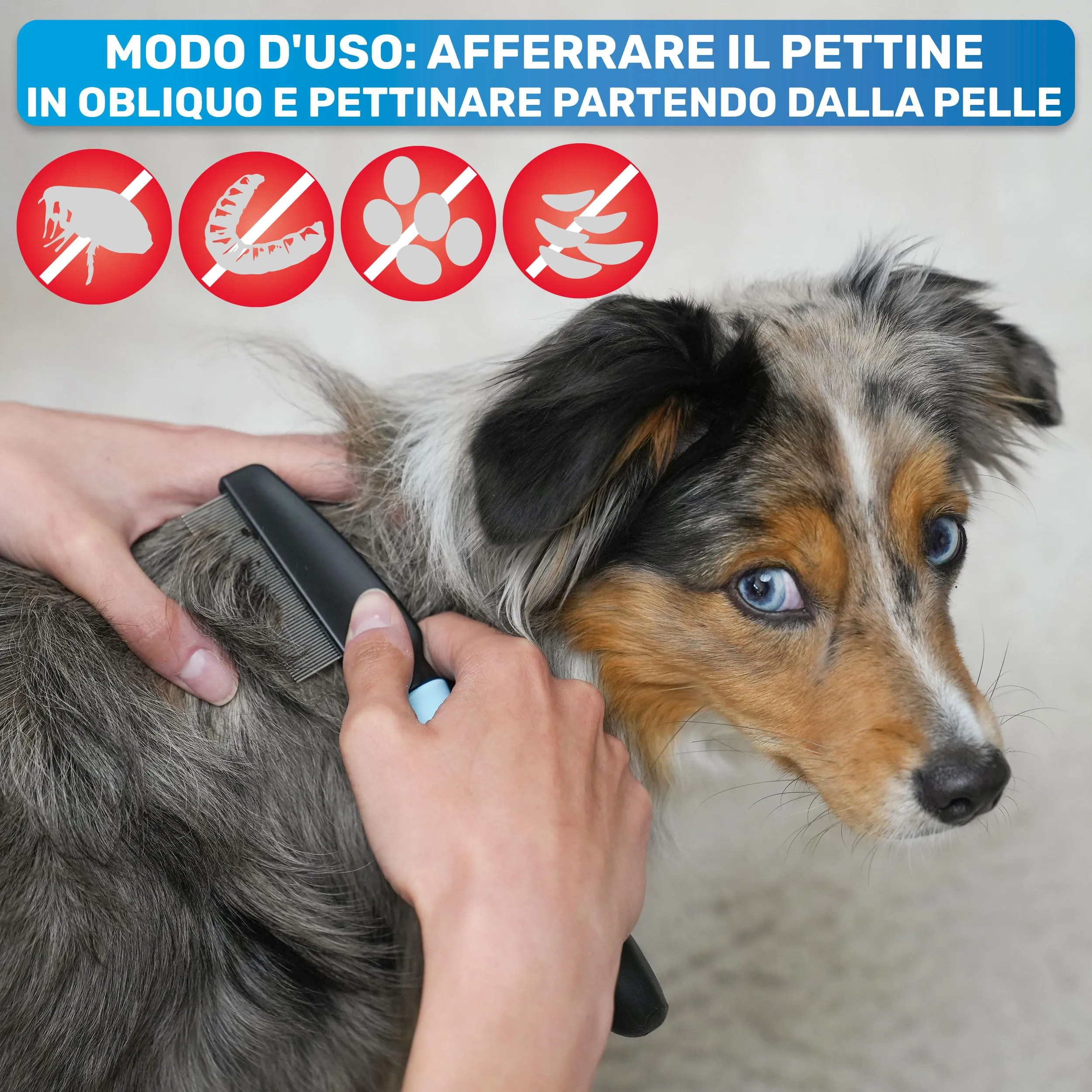 BluePet Pettine Antipulci Anti Pidocchi, Districante, Rimuovere Pulci - immagine 3