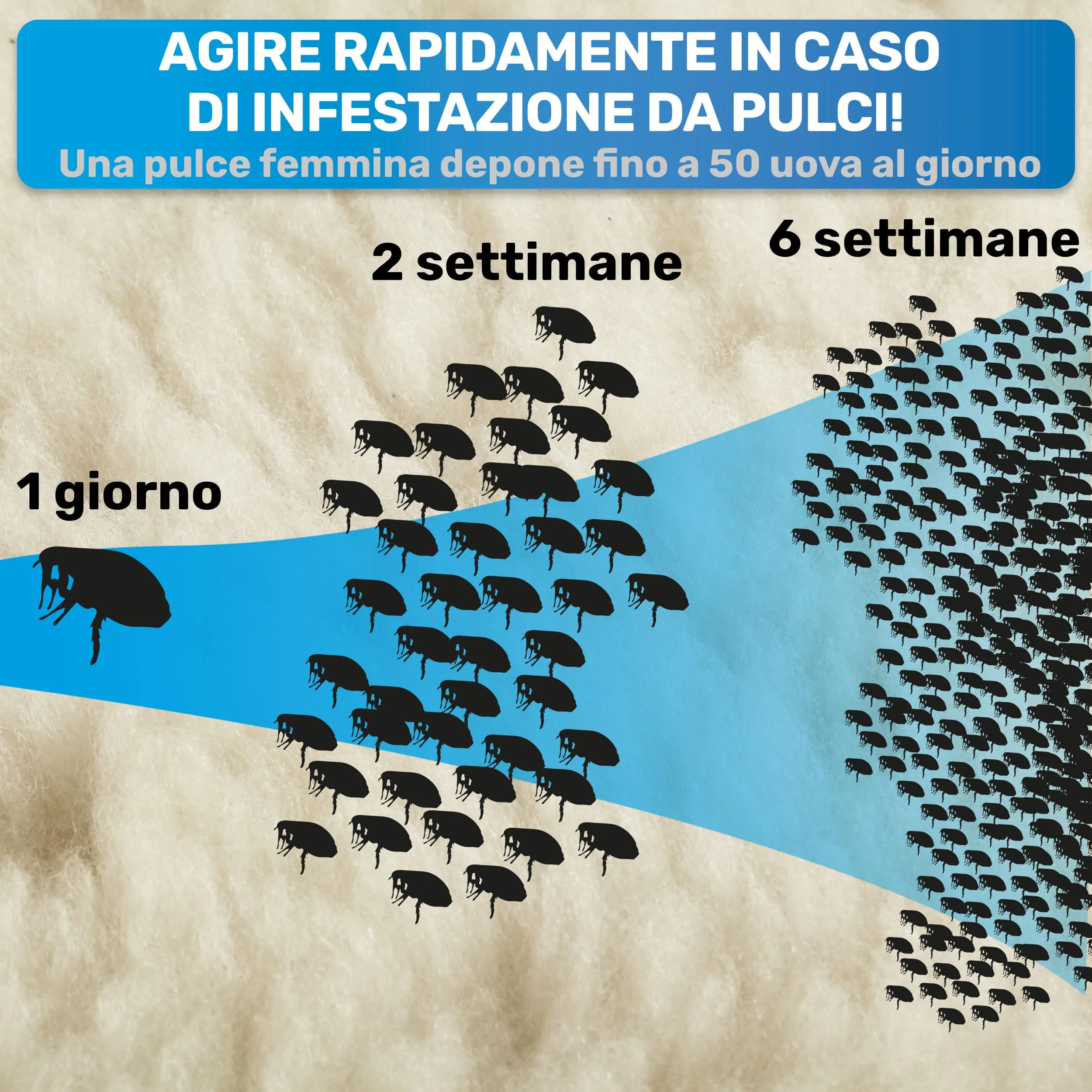 BluePet Pettine Antipulci Anti Pidocchi, Districante, Rimuovere Pulci - immagine 4