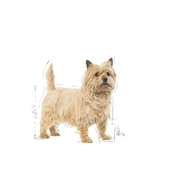 Royal Canin Light Weight Care Mousse | 12 x 85 g | Alimento completo per cani adulti a partire da 10 mesi di età | Per cani con tendenza all'aumento di peso - immagine 4