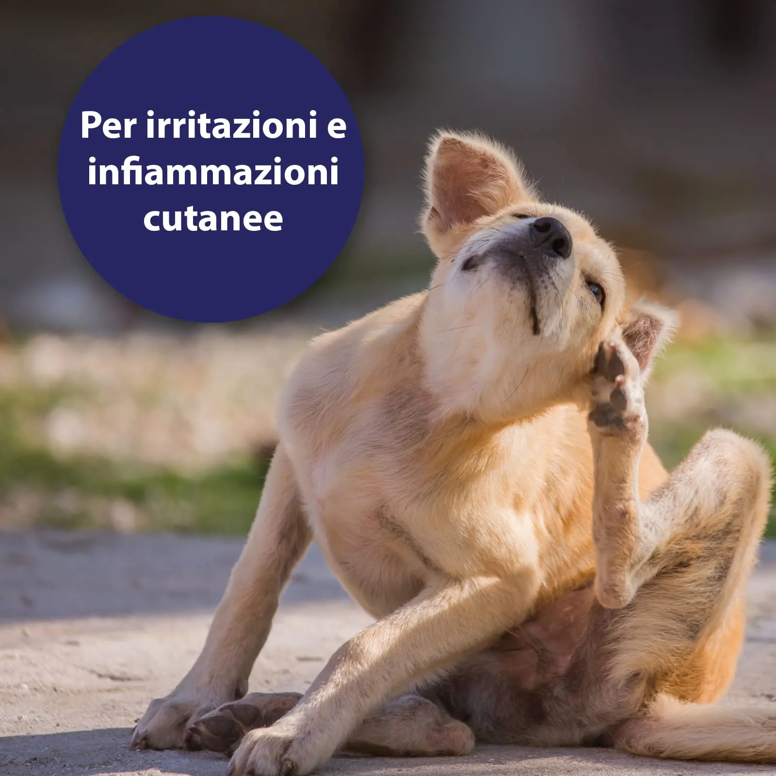 Canosept Spray per la cura della pelle per cani, 250 ml, rigenera e nutre la pelle, naturale e particolarmente delicato - immagine 2